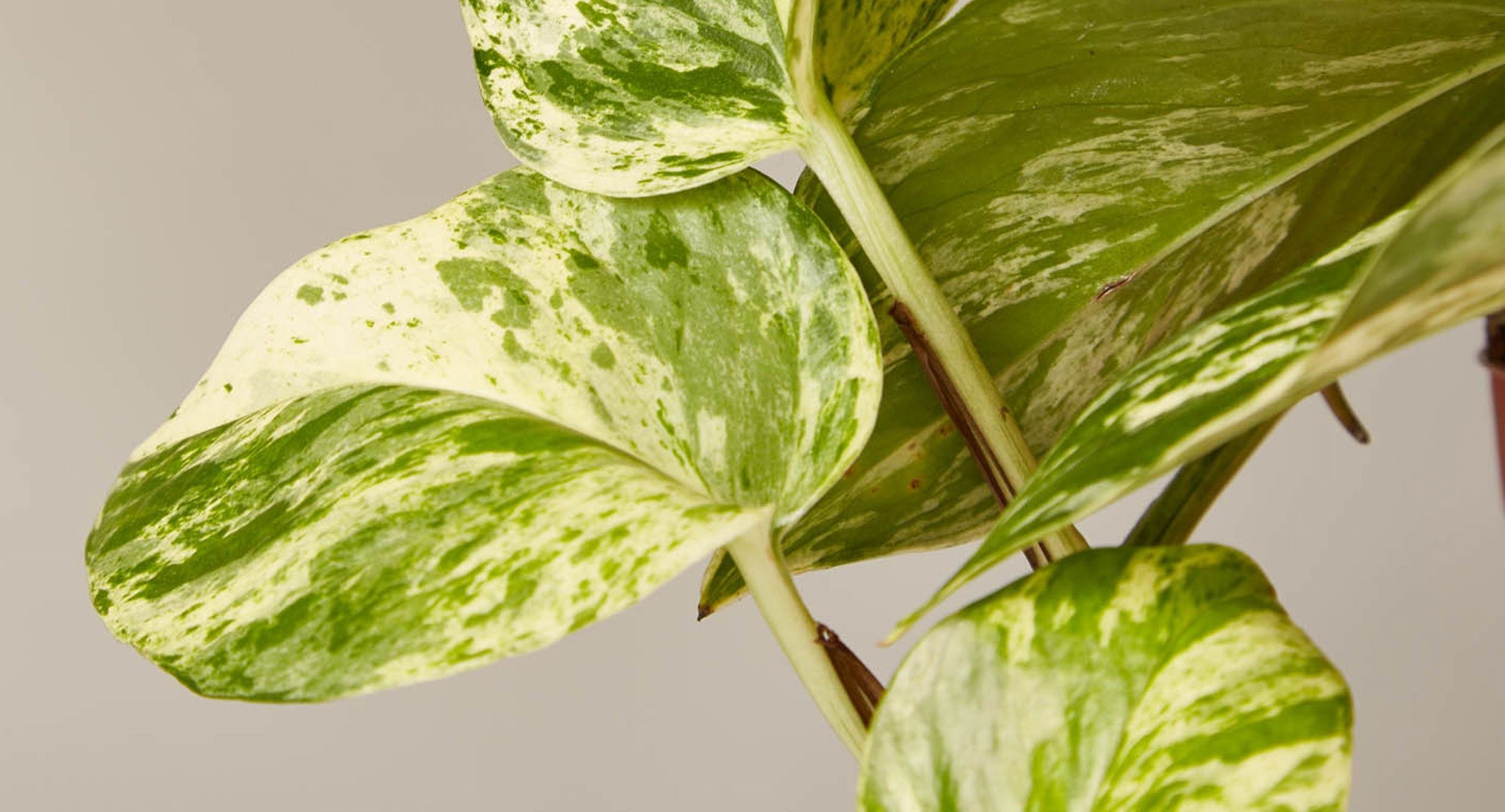 Pothos 'Golden' Care Guide