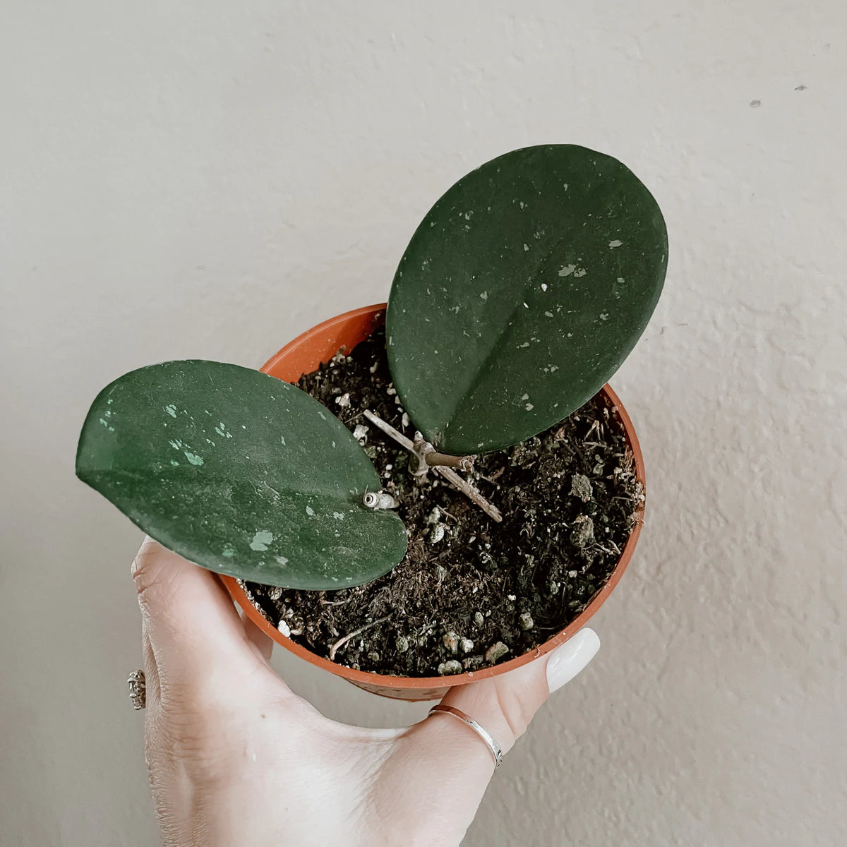 Hoya Obovata Care Guide | Fig + Freya Plant Shop