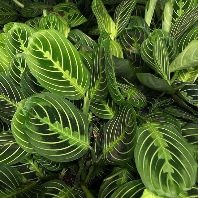 Maranta 'Lemon Lime' Care Guide