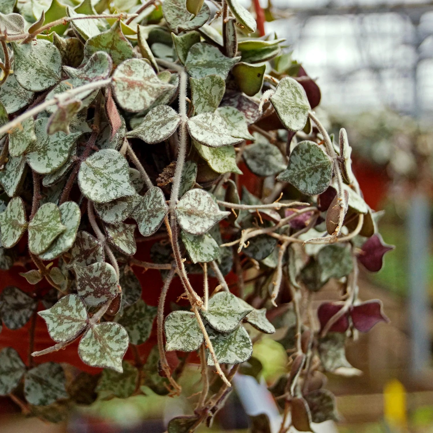 Hoya 'Curtisii' Care Guide