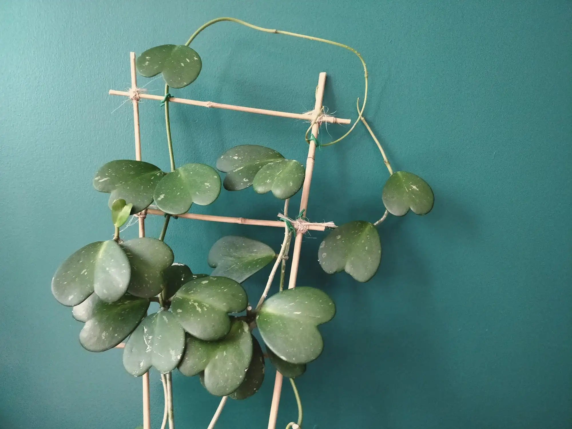 Hoya Kerrii Vine Care Guide