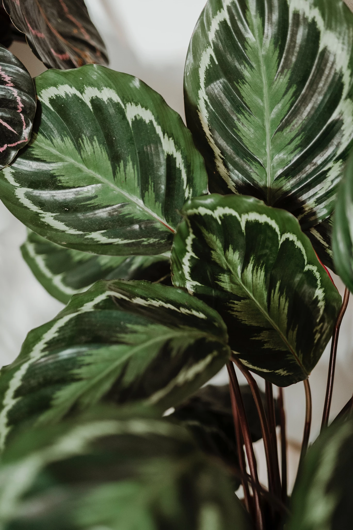 General Calathea Care