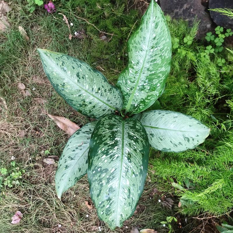 Dieffenbachia 'Memoria Corsii' Care Guide