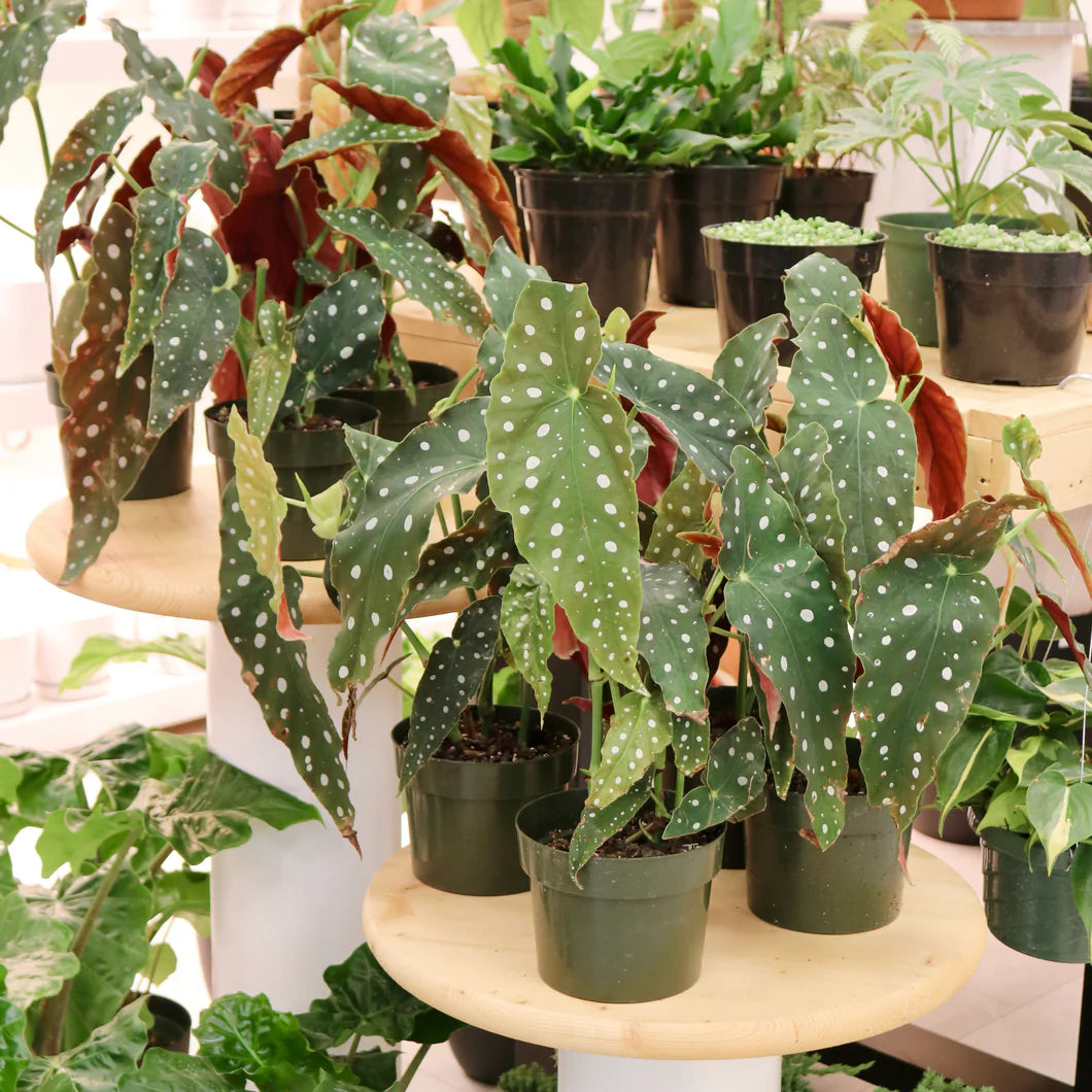 Begonia 'Maculata' Care Guide