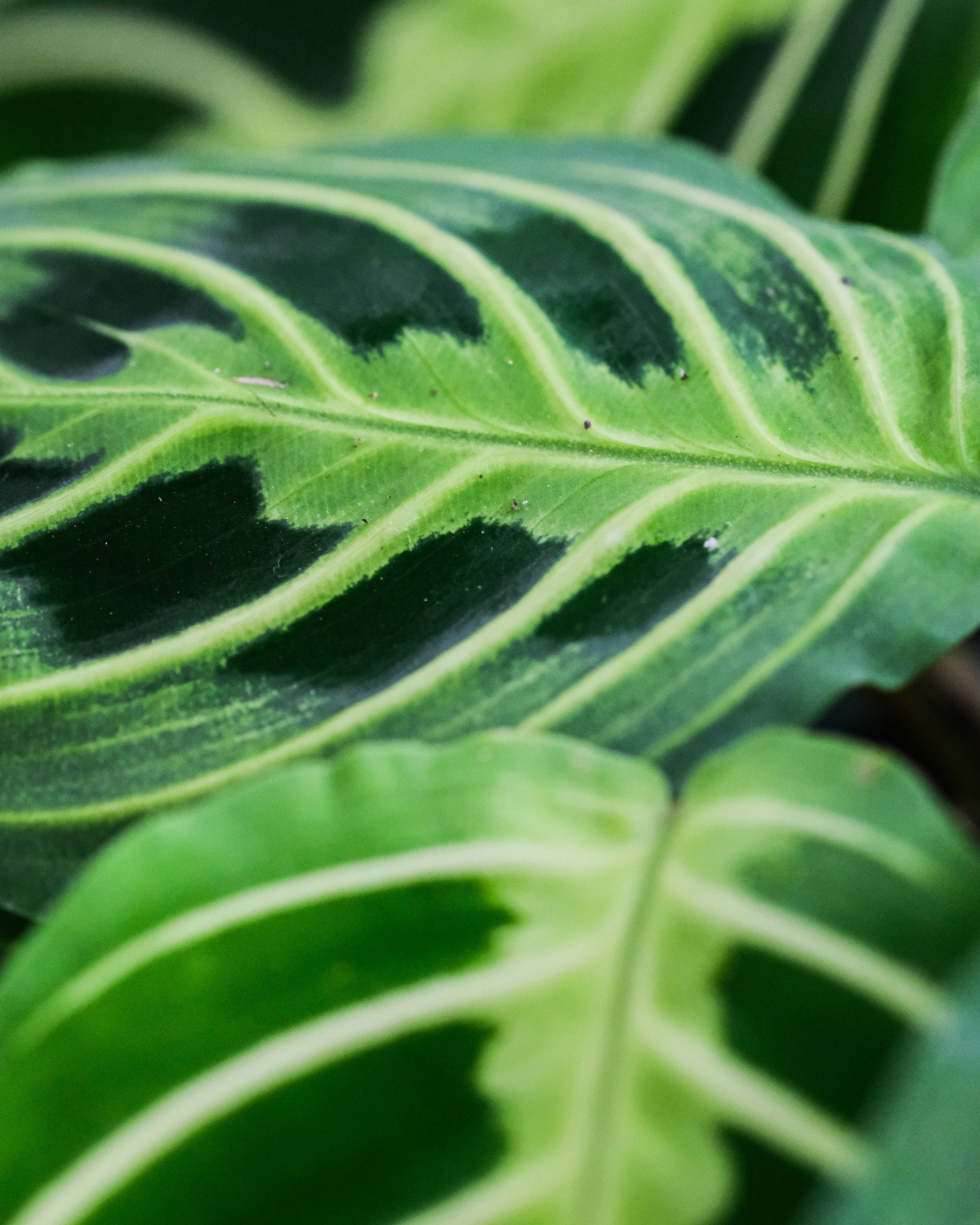 Maranta Care