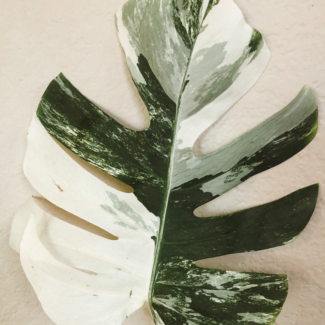 Monstera Albo Care Guide