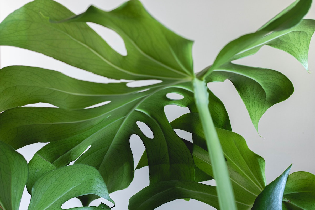 Monstera Deliciosa Care