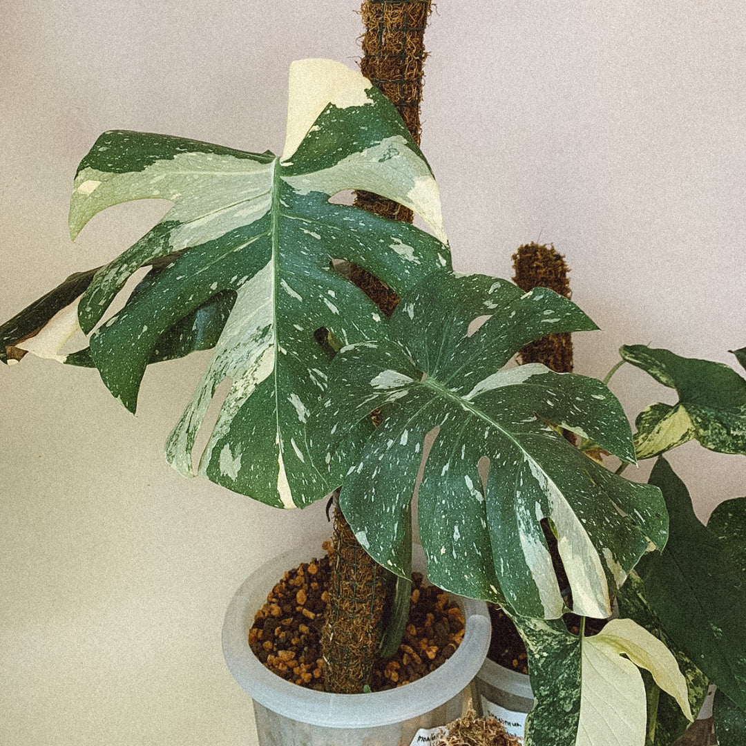 Monstera Thai Constellation Care Guide