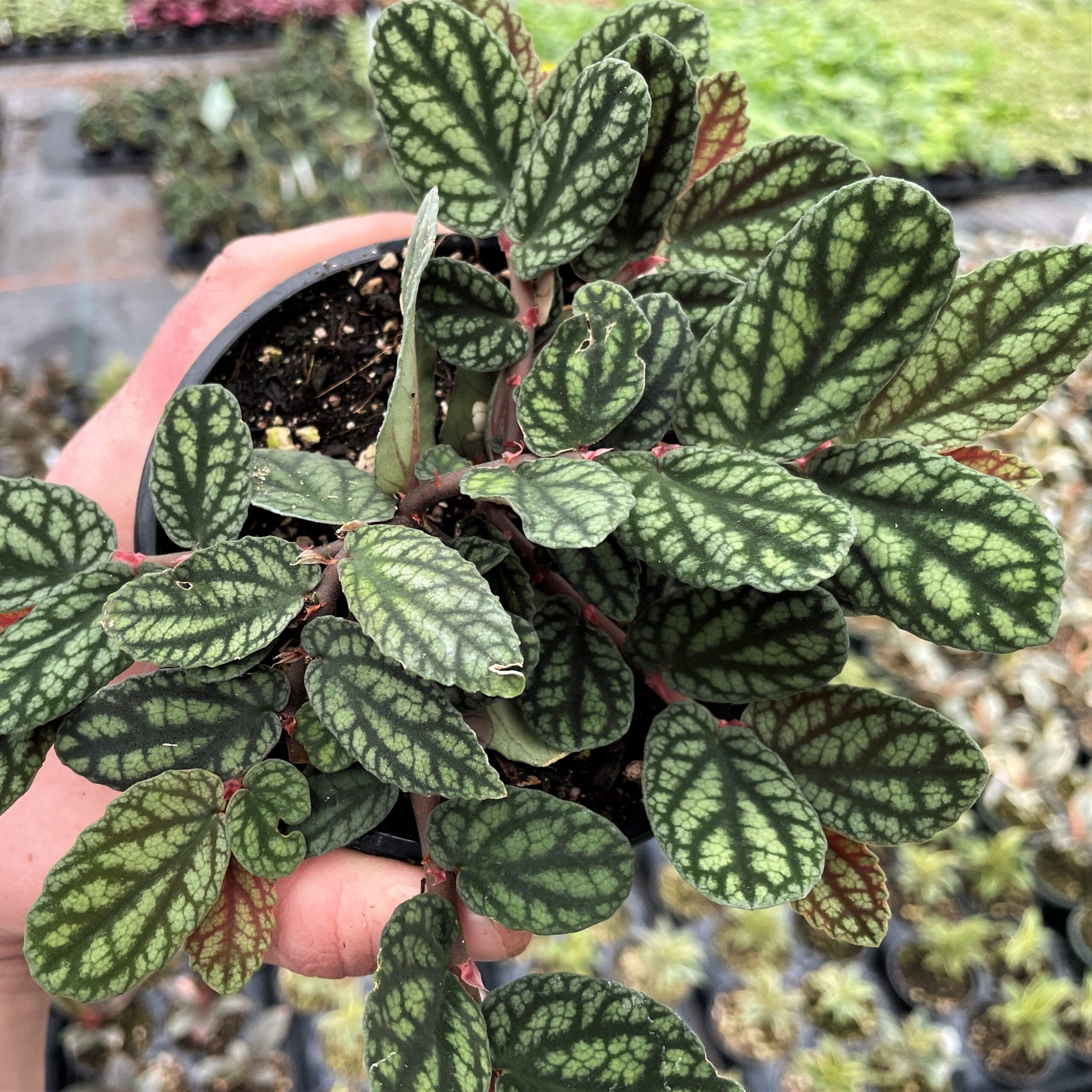 Pellionia Pulchra 'Watermelon' Care Guide