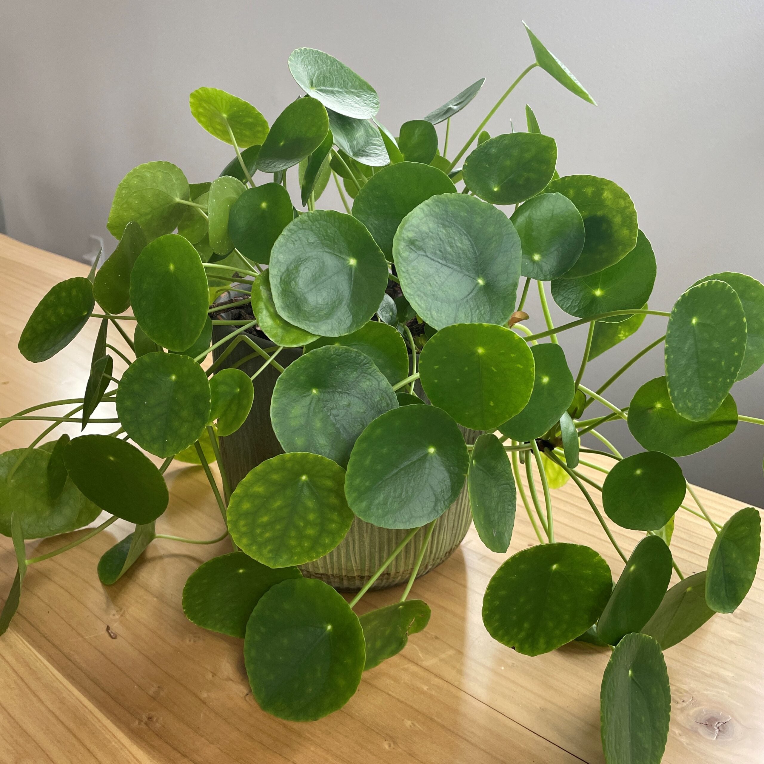 Pilea Peperomioides ‘Chinese Money Plant’ Care Guide