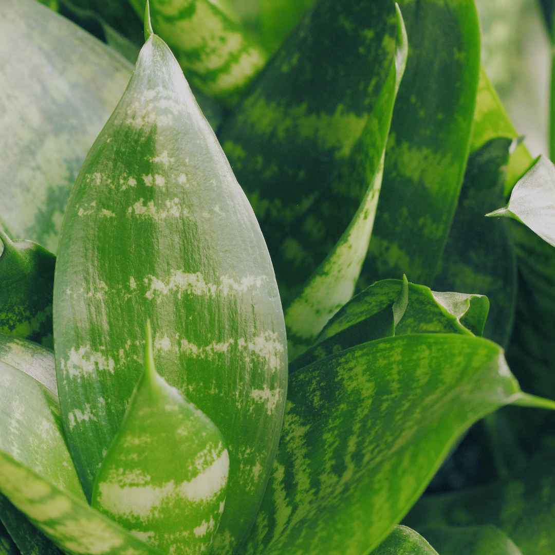 Sansevieria Hahnii 'Forest Star' Care Guide