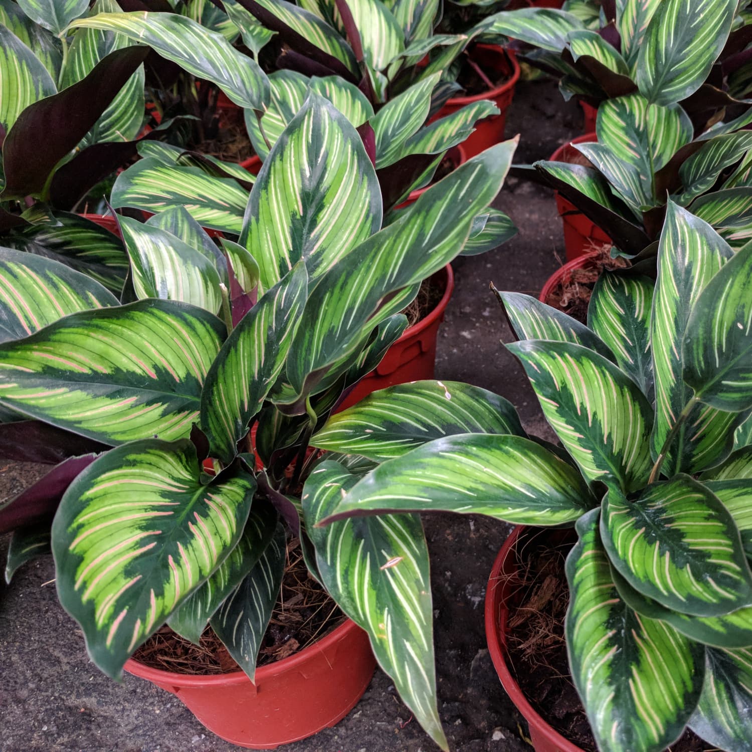 Calathea Beauty Star Care Guide