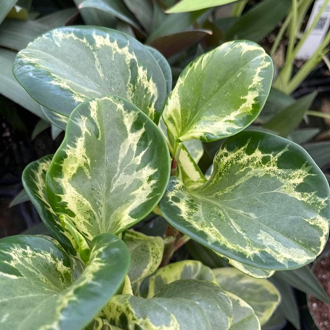 Peperomia Obtusifolia 'Golden Gate' Care Guide