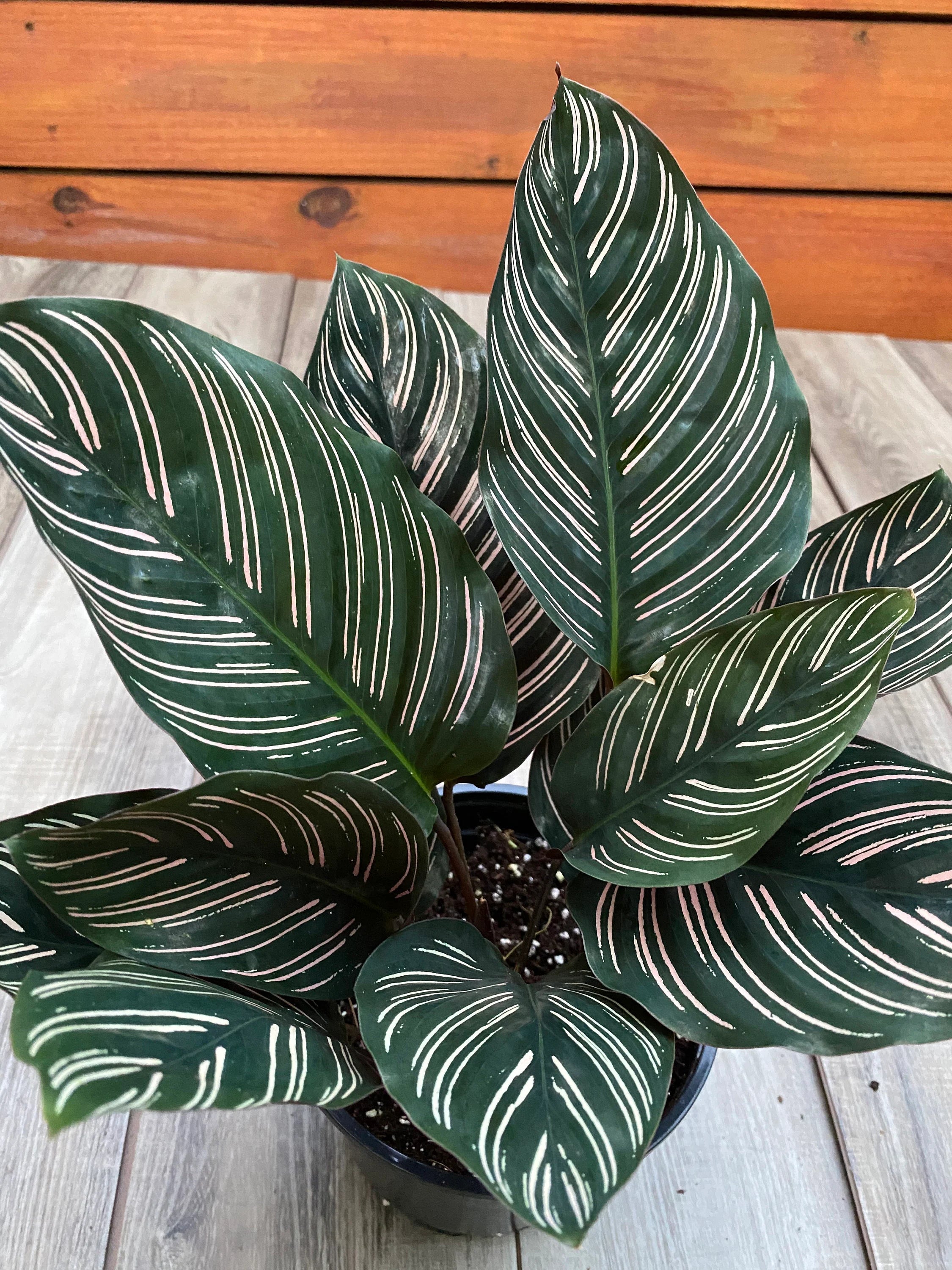 Calathea 'Ornata' Care Guide