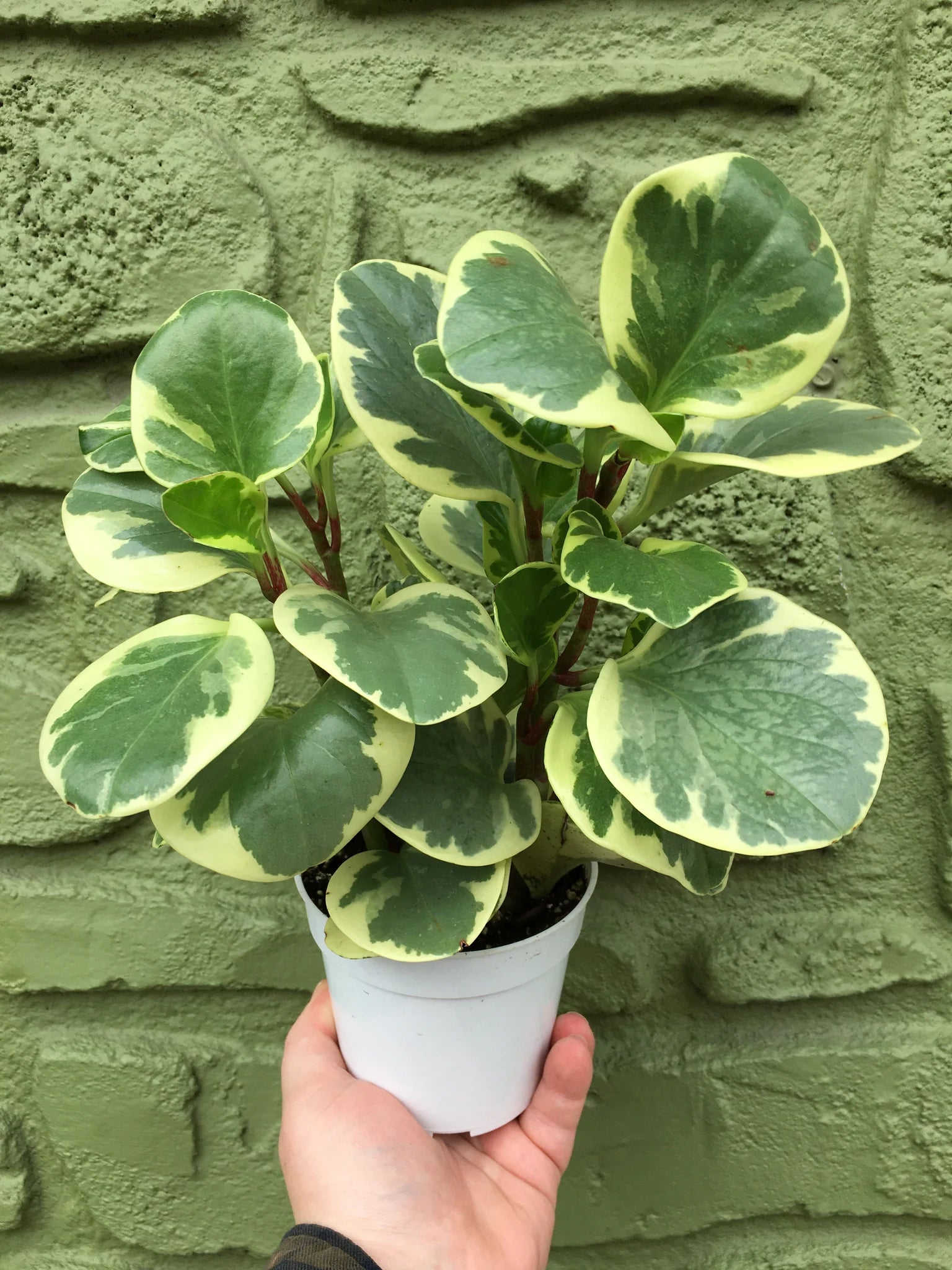 Peperomia Obtusifolia 'Variegata' Care Guide