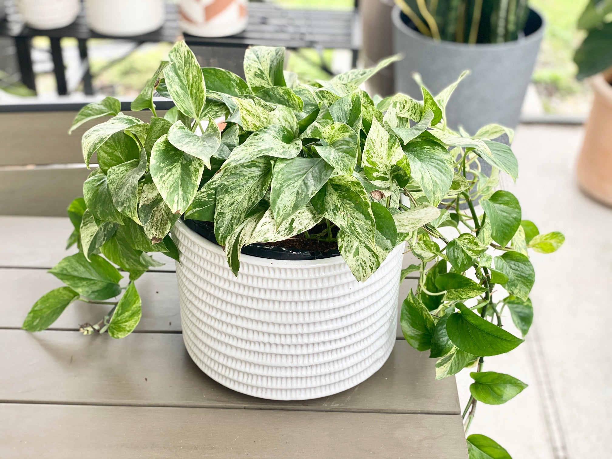 Pothos 'Marble Queen' Care Guide
