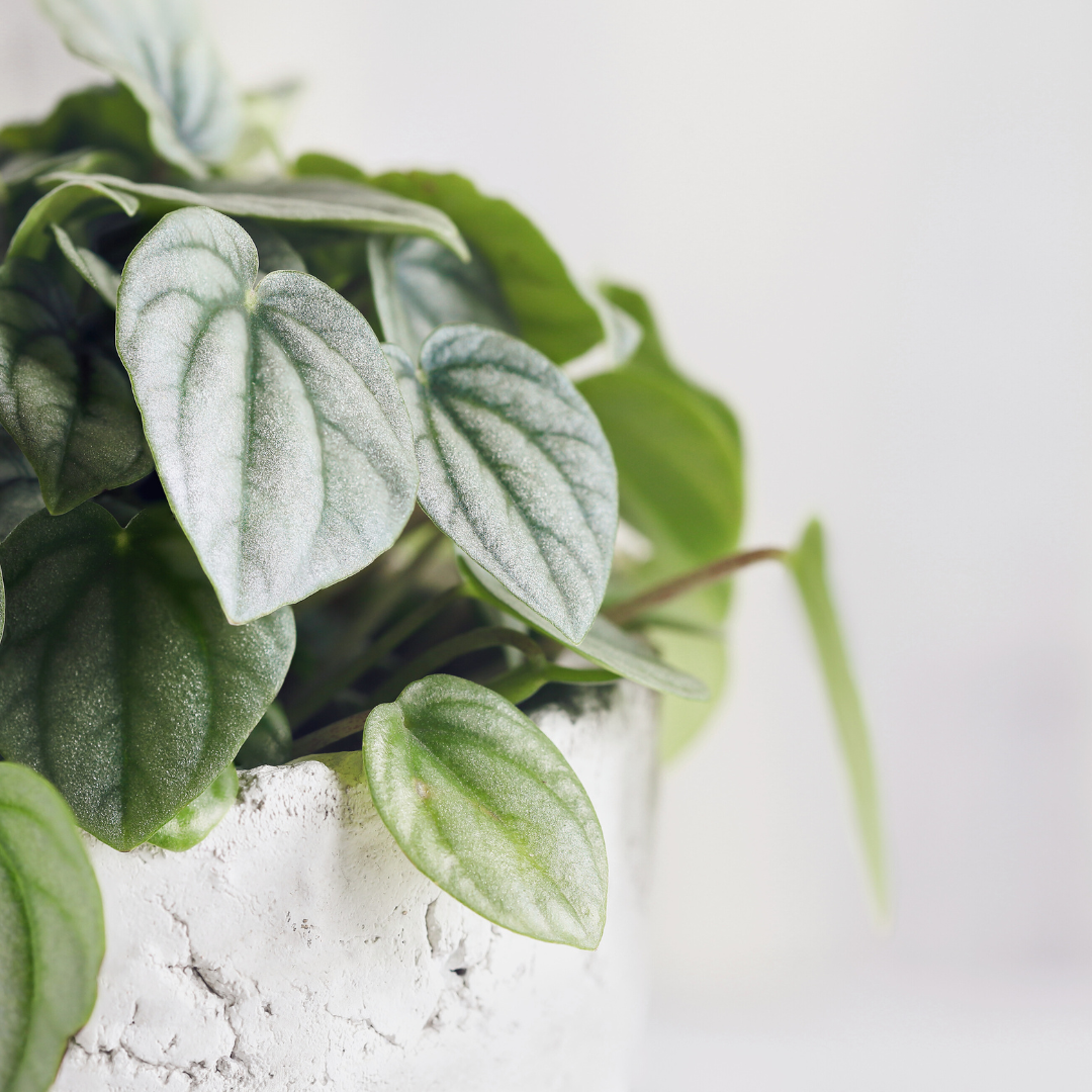 Peperomia Frost Care Guide