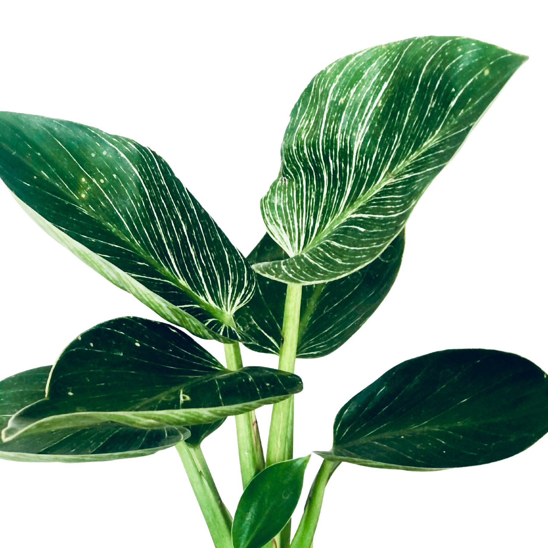 Caring for your Philodendron Birkin