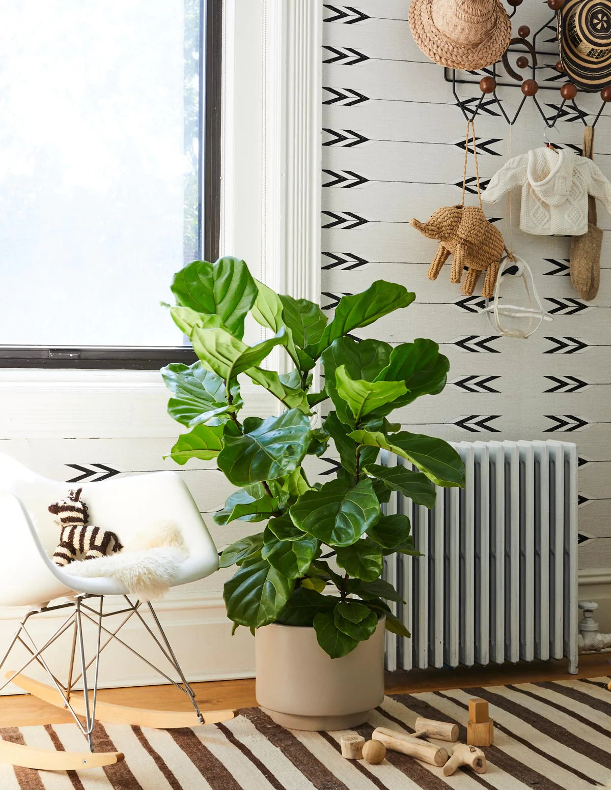 The Complete Fiddle Leaf Fig Care Guide
