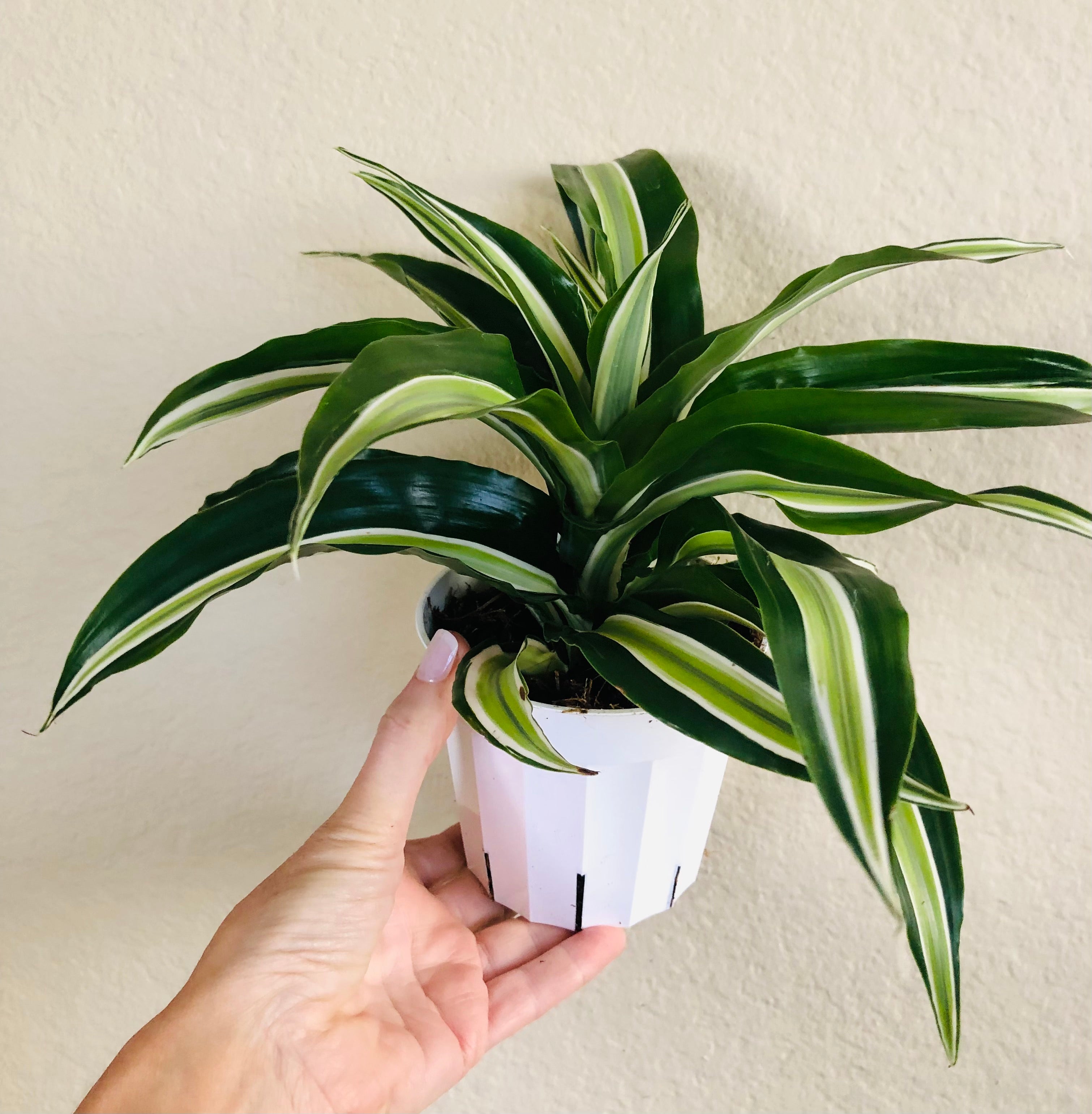 Dracaena 'Malaika'