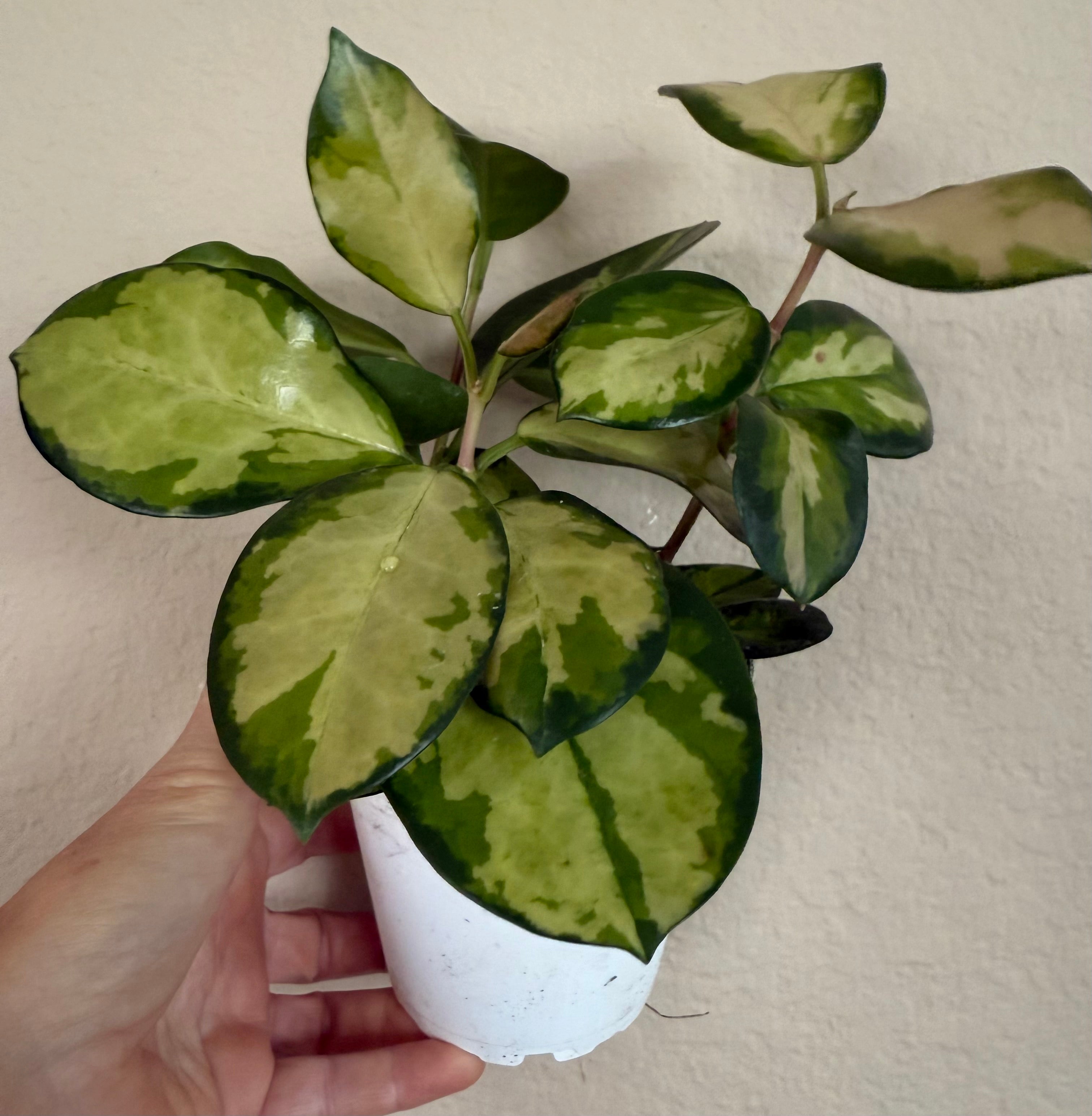 Hoya Australis Lisa