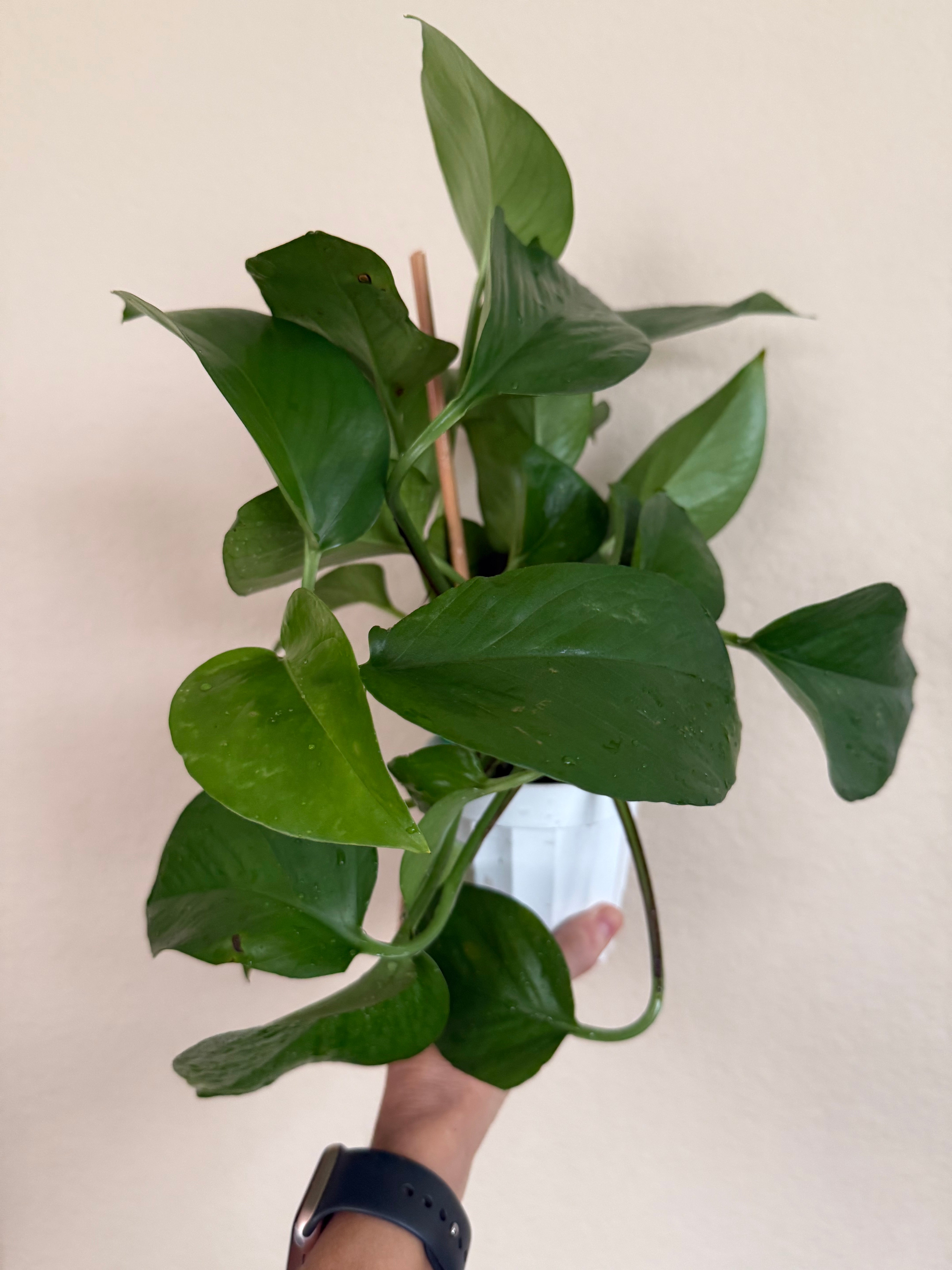 Pothos 'Jade'
