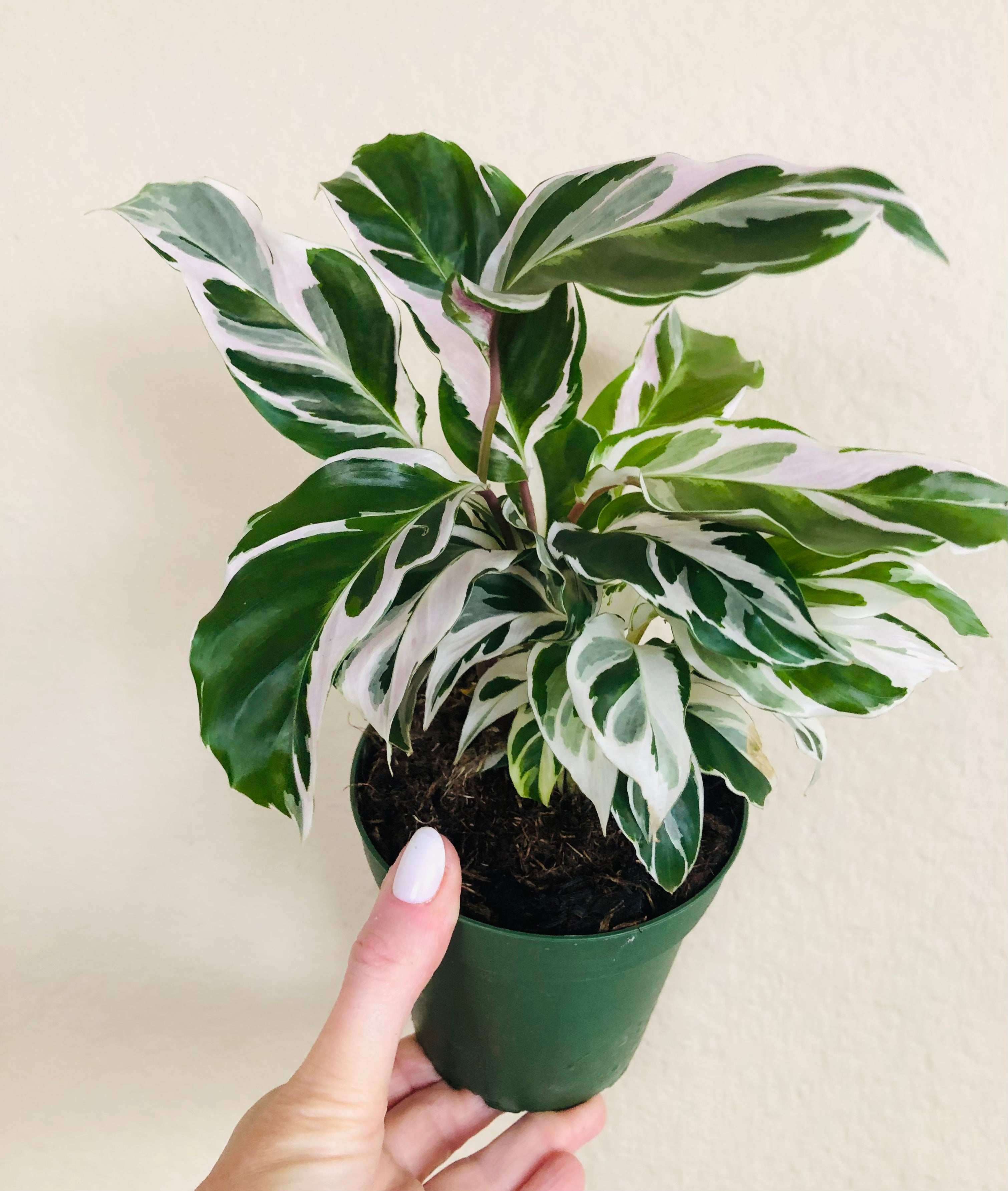 Calathea 'White Fusion'