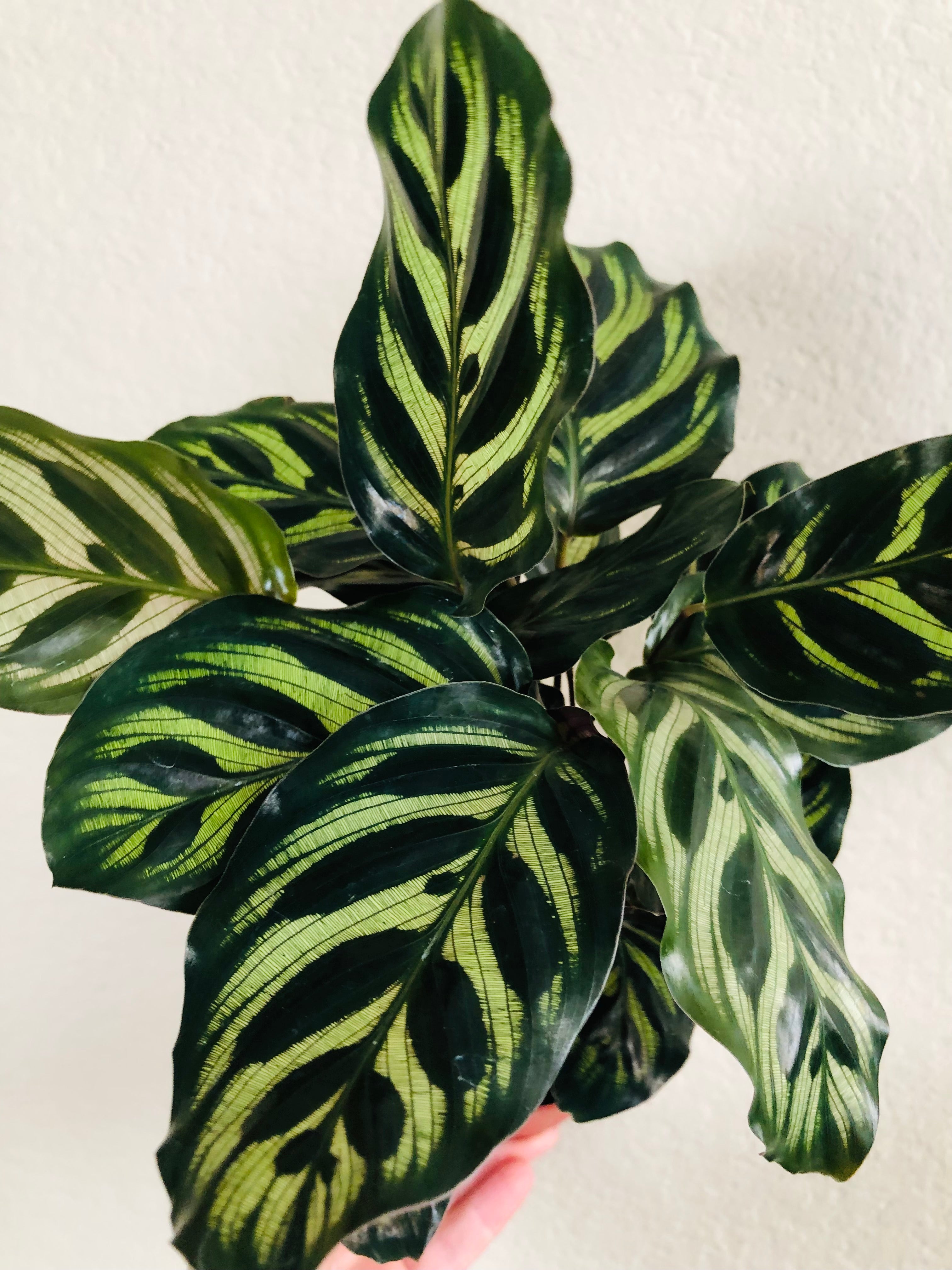 Calathea Makoyana 'Peacock'