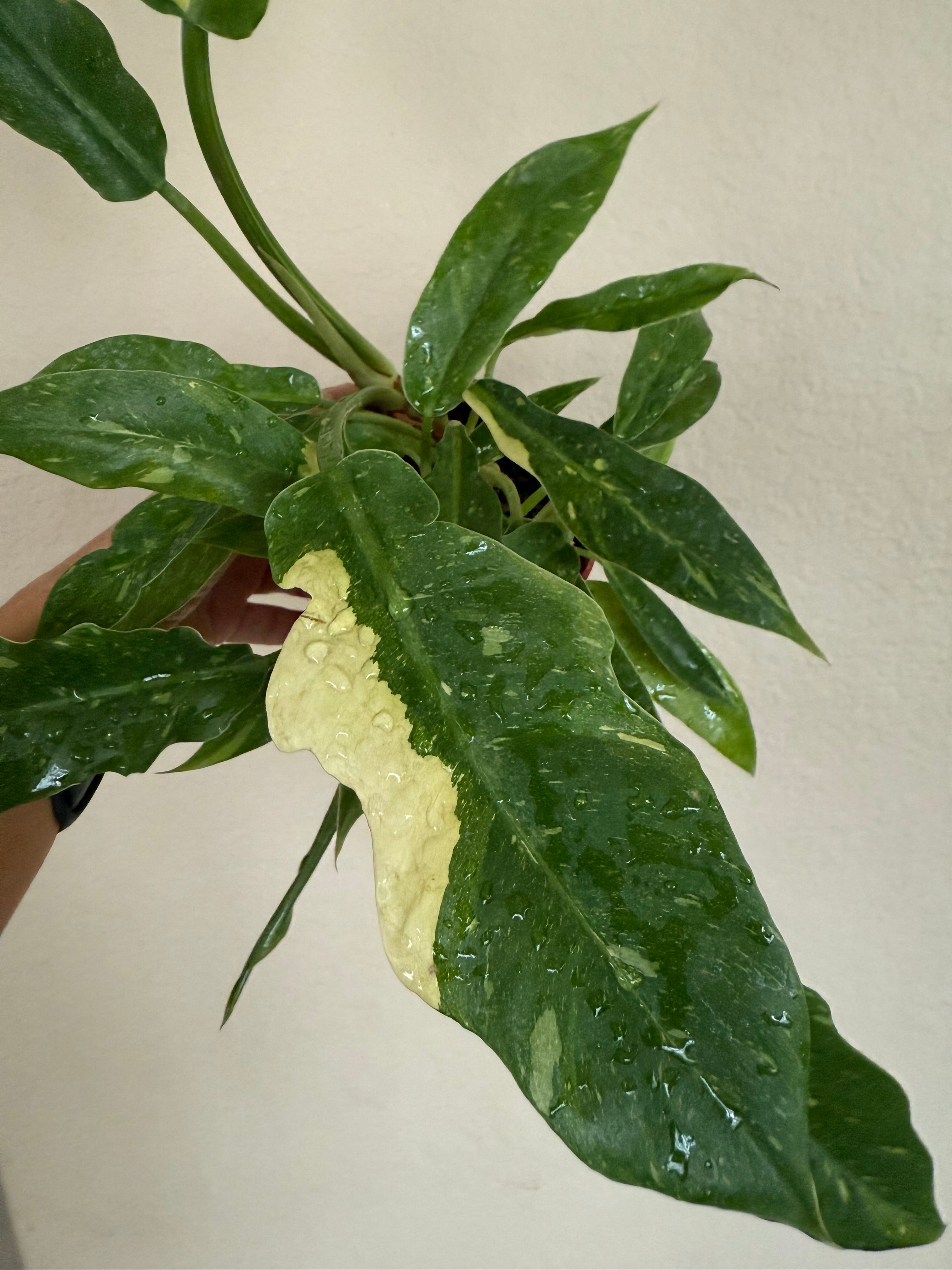 Philodendron 'Ring of Fire'