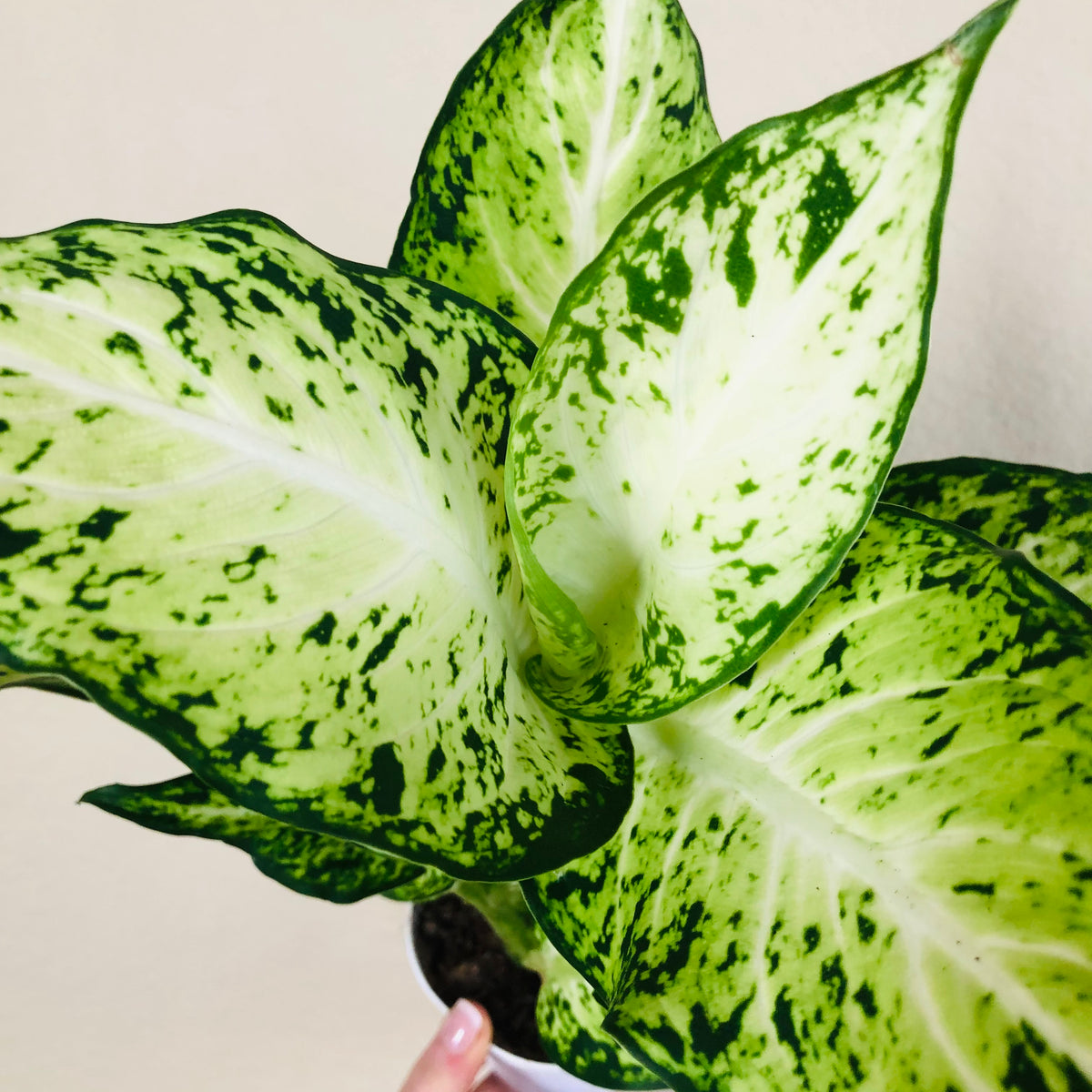 dieffenbachia anne Dieffenbachia 'Amy'