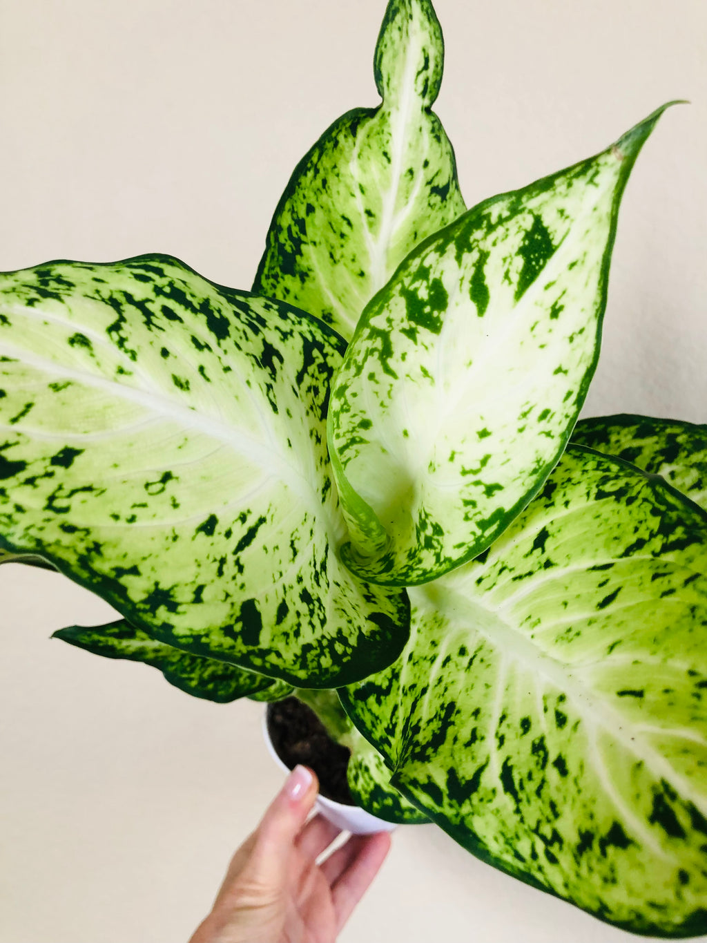 dieffenbachia amy care Dieffenbachia 'Amy'