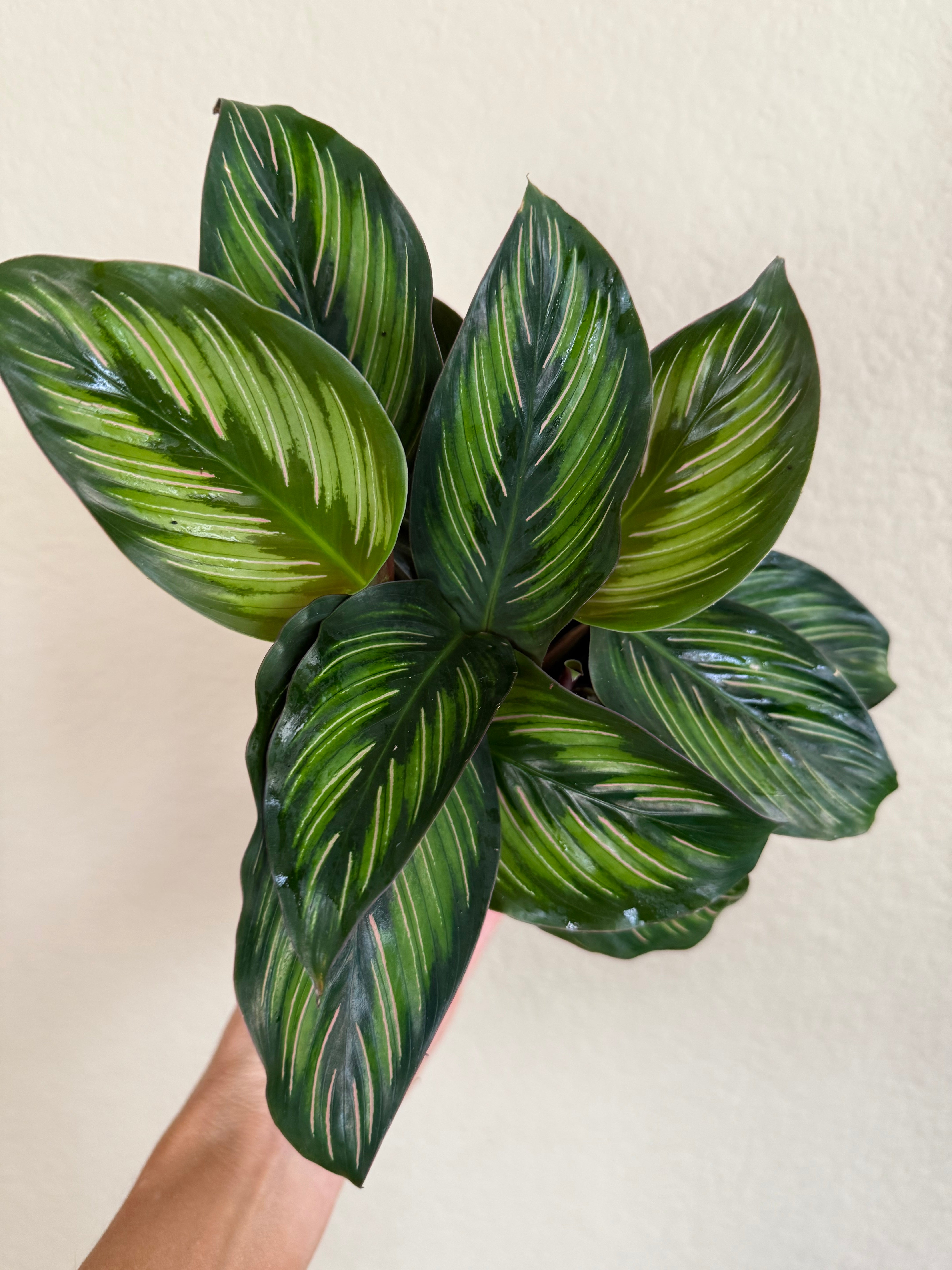 Calathea Beauty Star