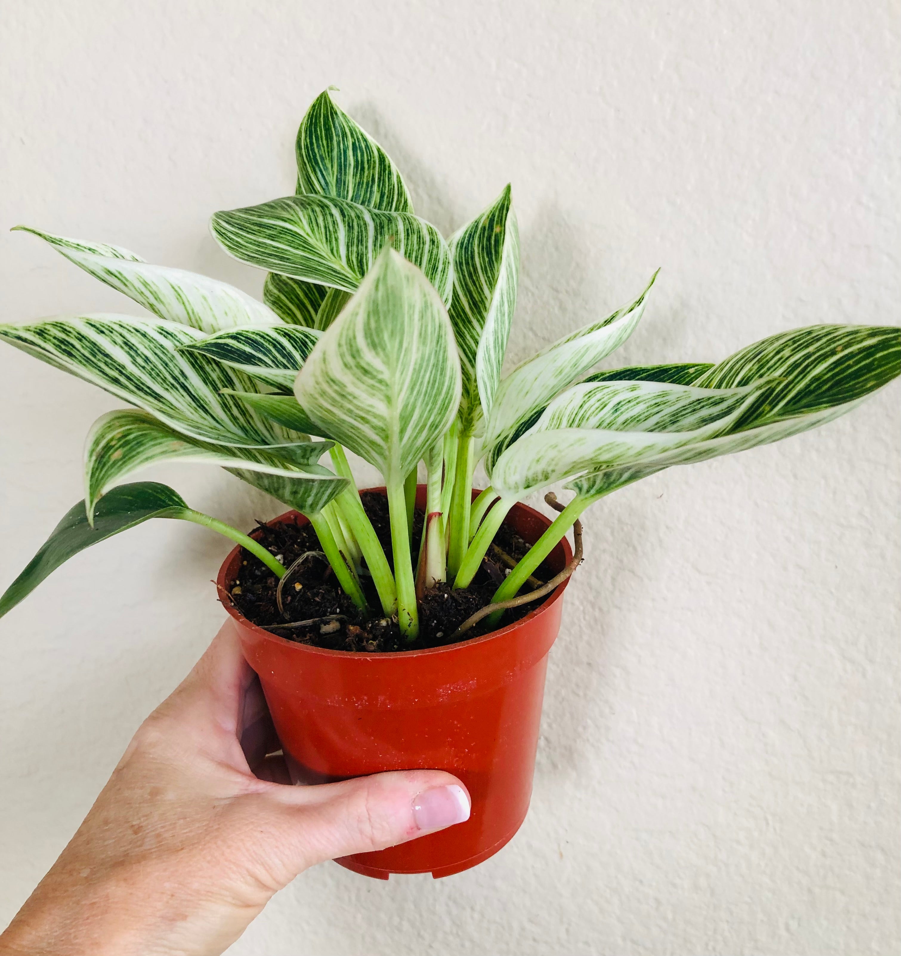 Philodendron 'Birkin'