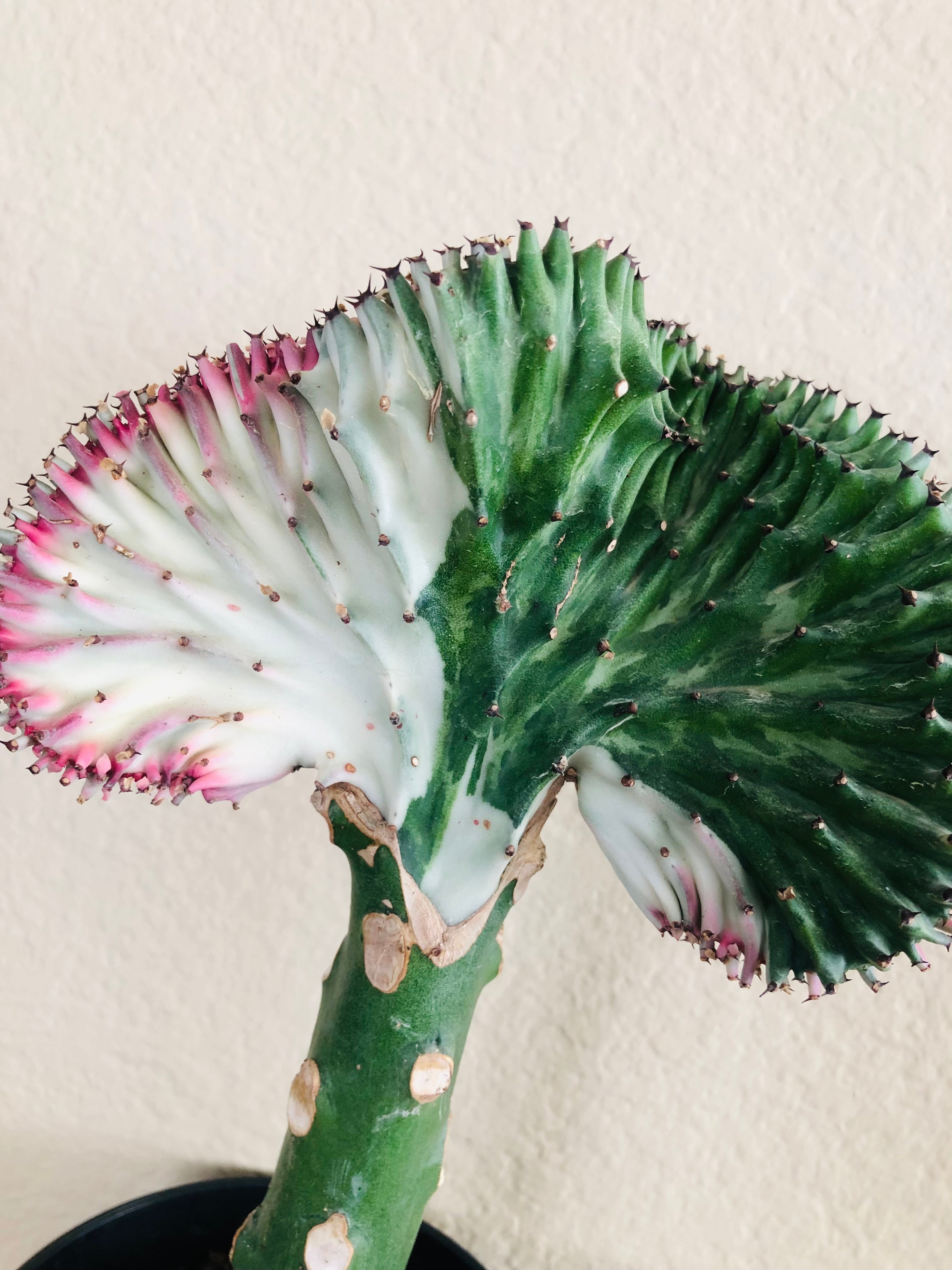 Euphorbia lactea Cristata 'Coral Cactus'