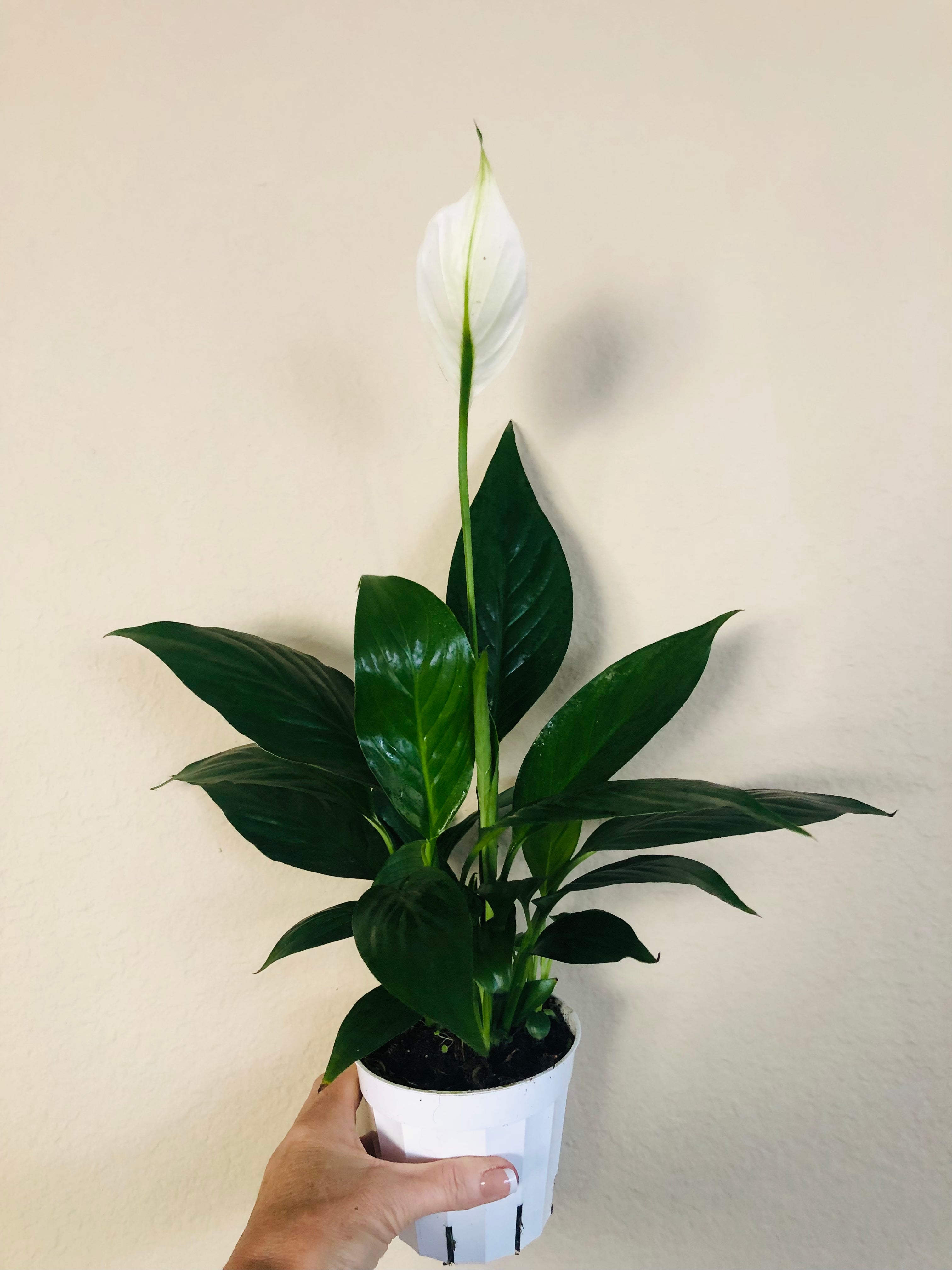 Spathiphyllum 'Green' | Peace Lily
