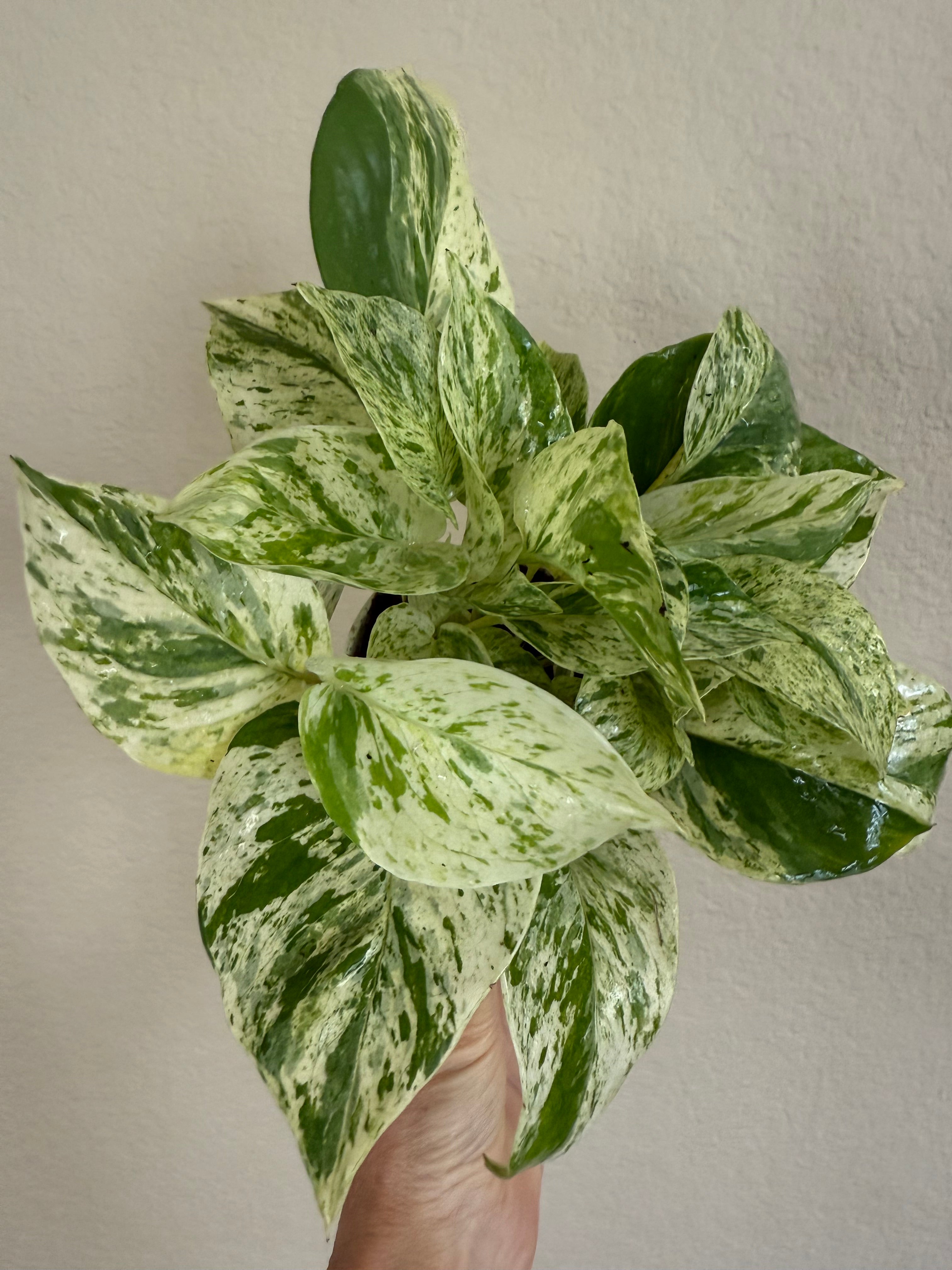 Pothos 'Marble Queen' | ‘Snow Queen’