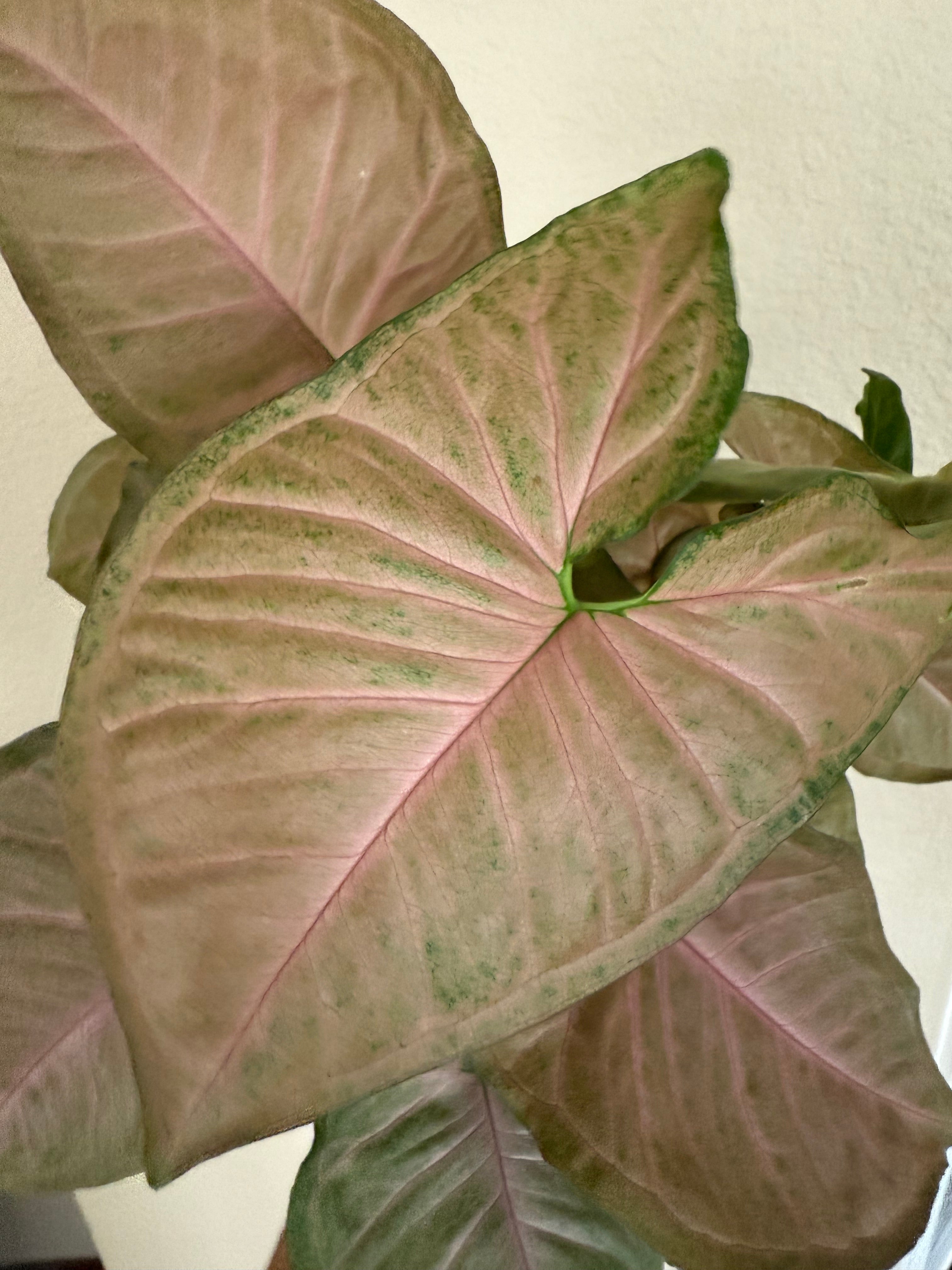 Syngonium 'Pink'