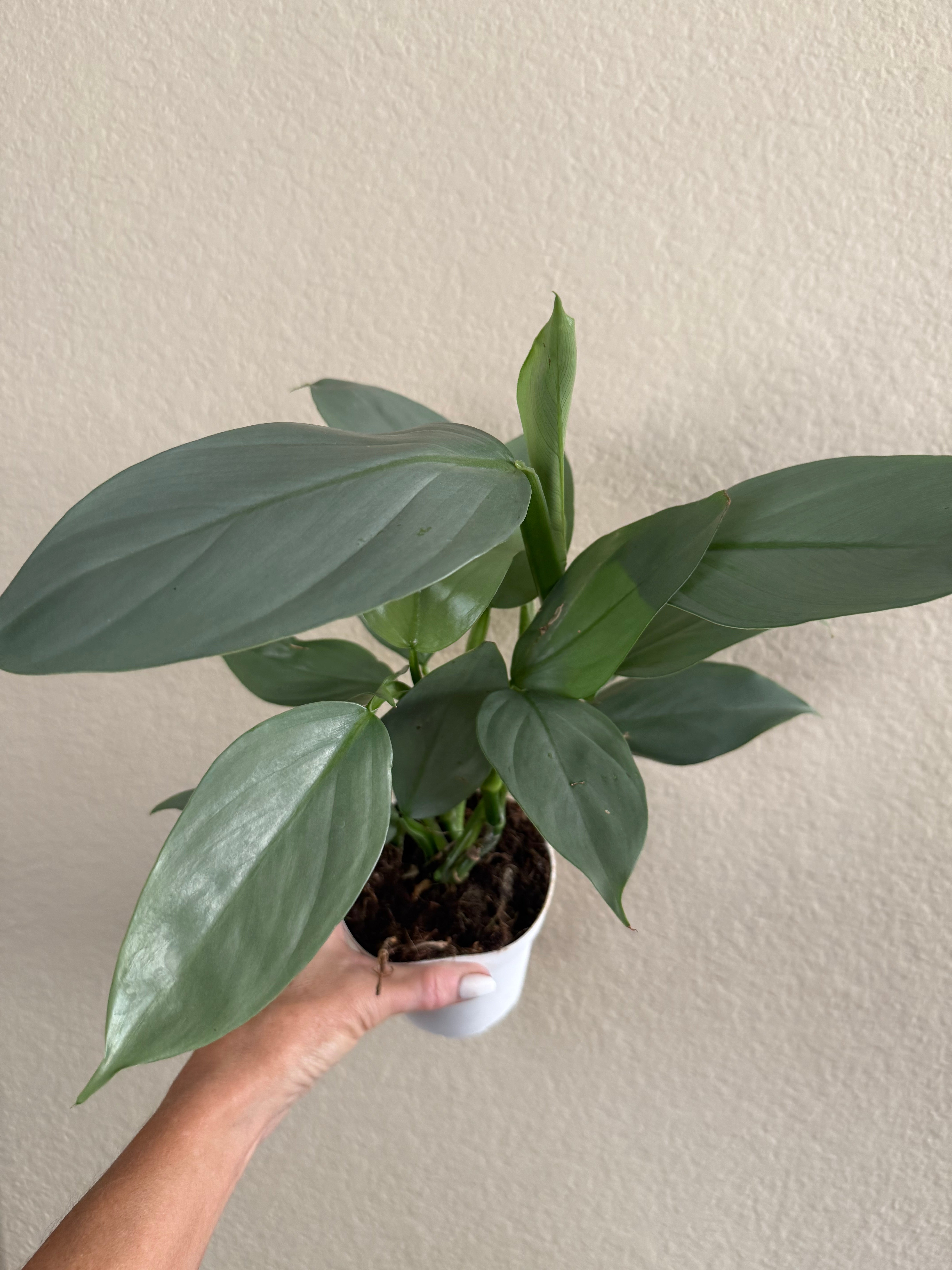 Philodendron 'Silver Sword'