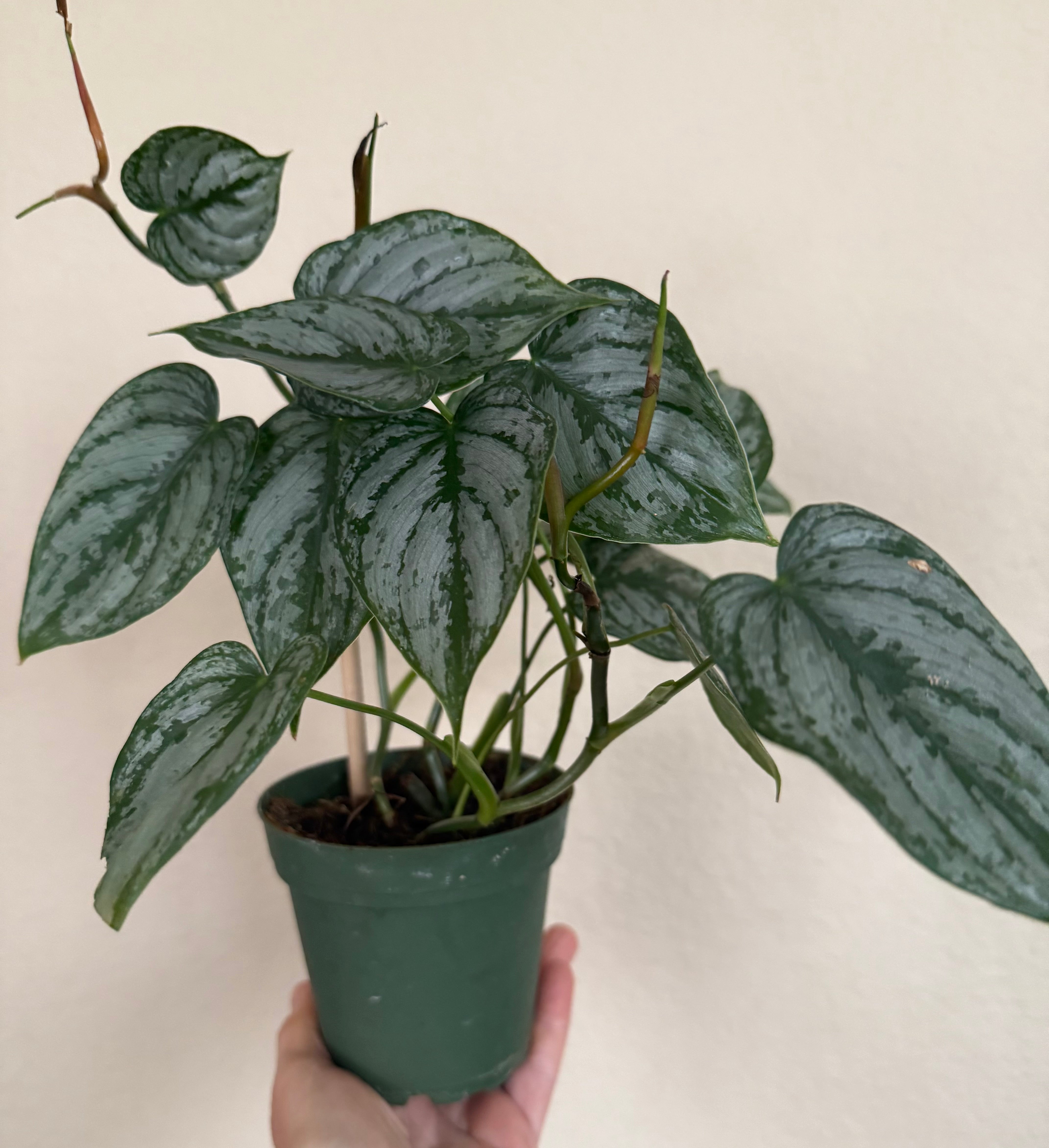 Philodendron Brandtianum