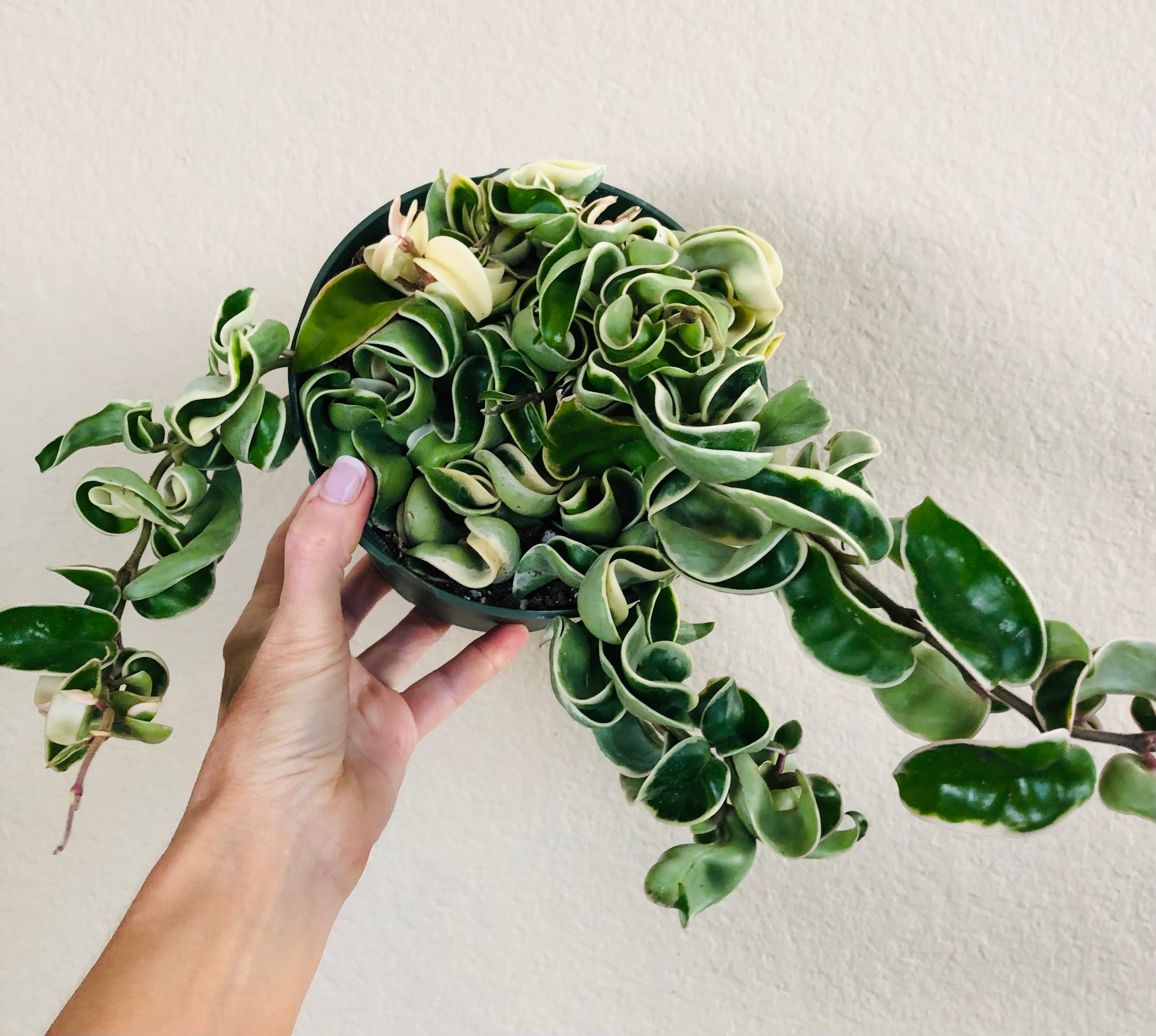 Hoya Compacta Hindu Rope Variegated