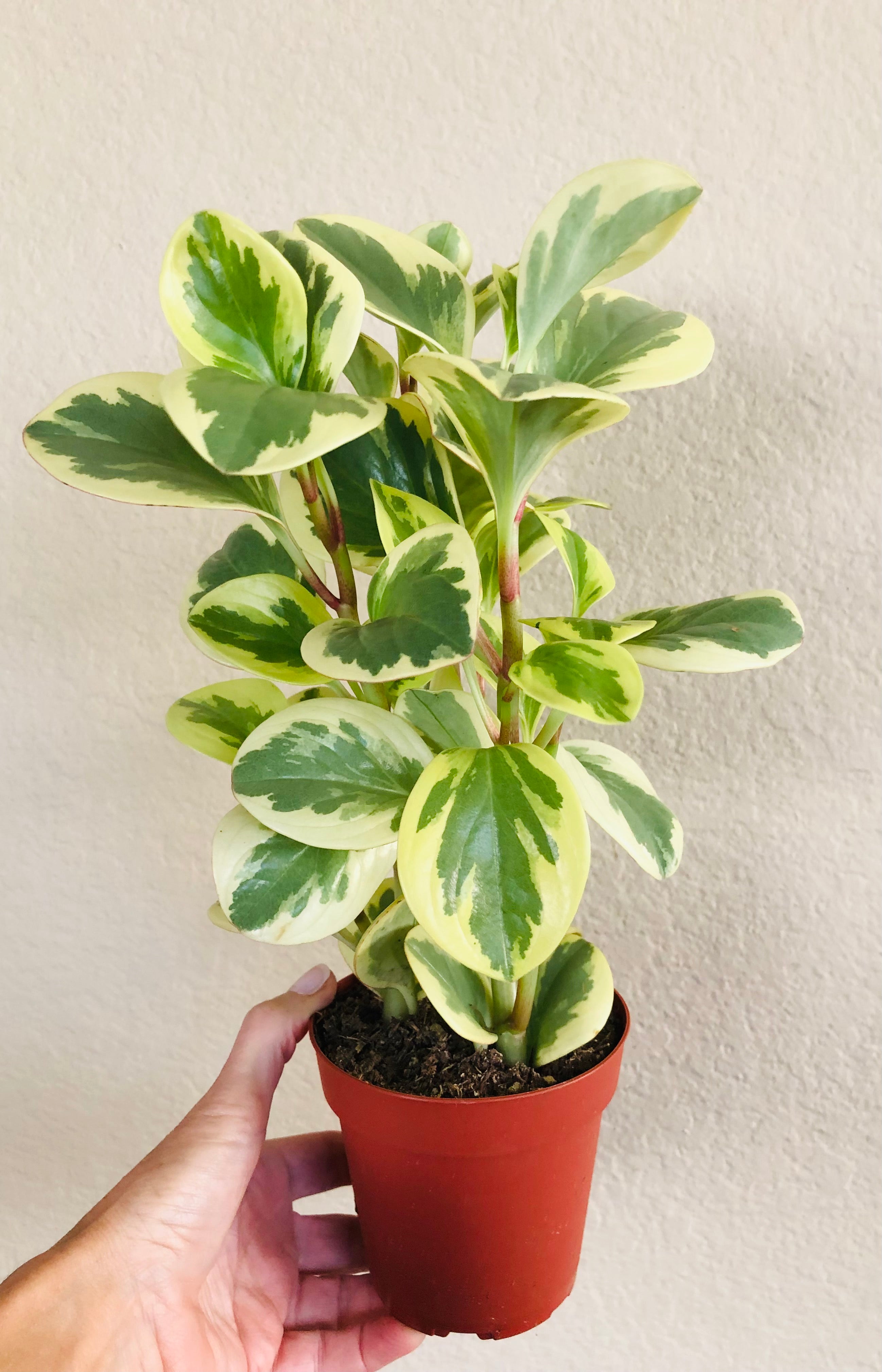 Peperomia Obtusifolia 'Variegata'