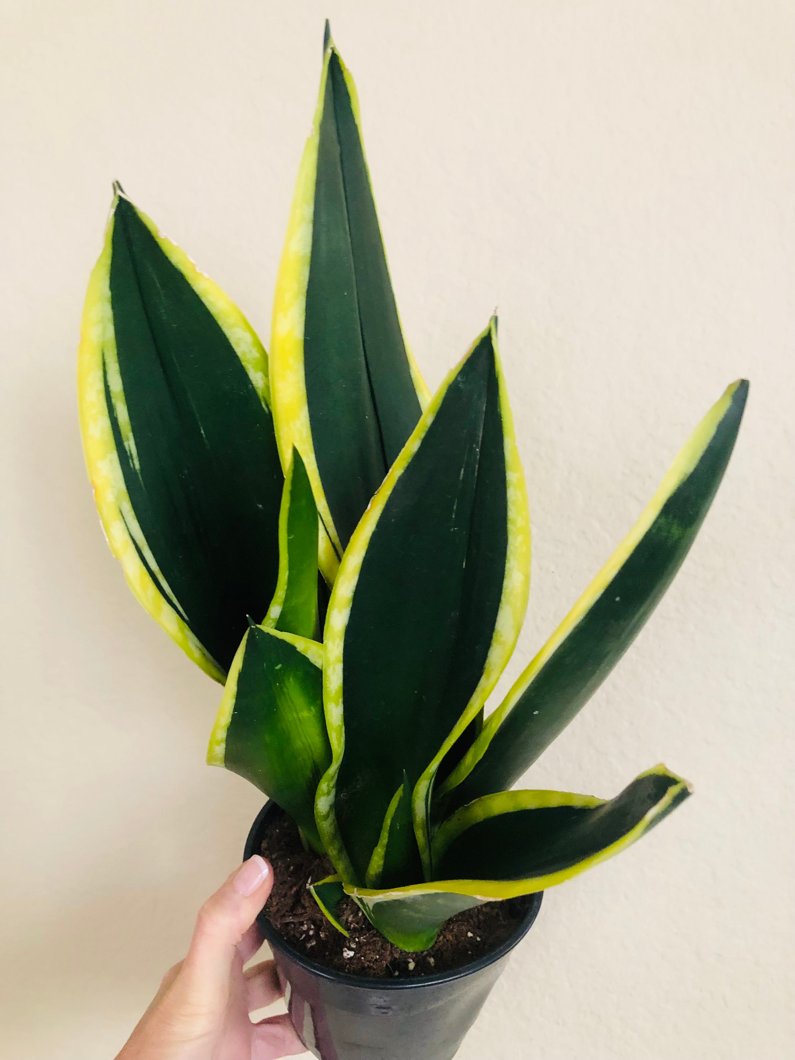 Sansevieria 'Flame'