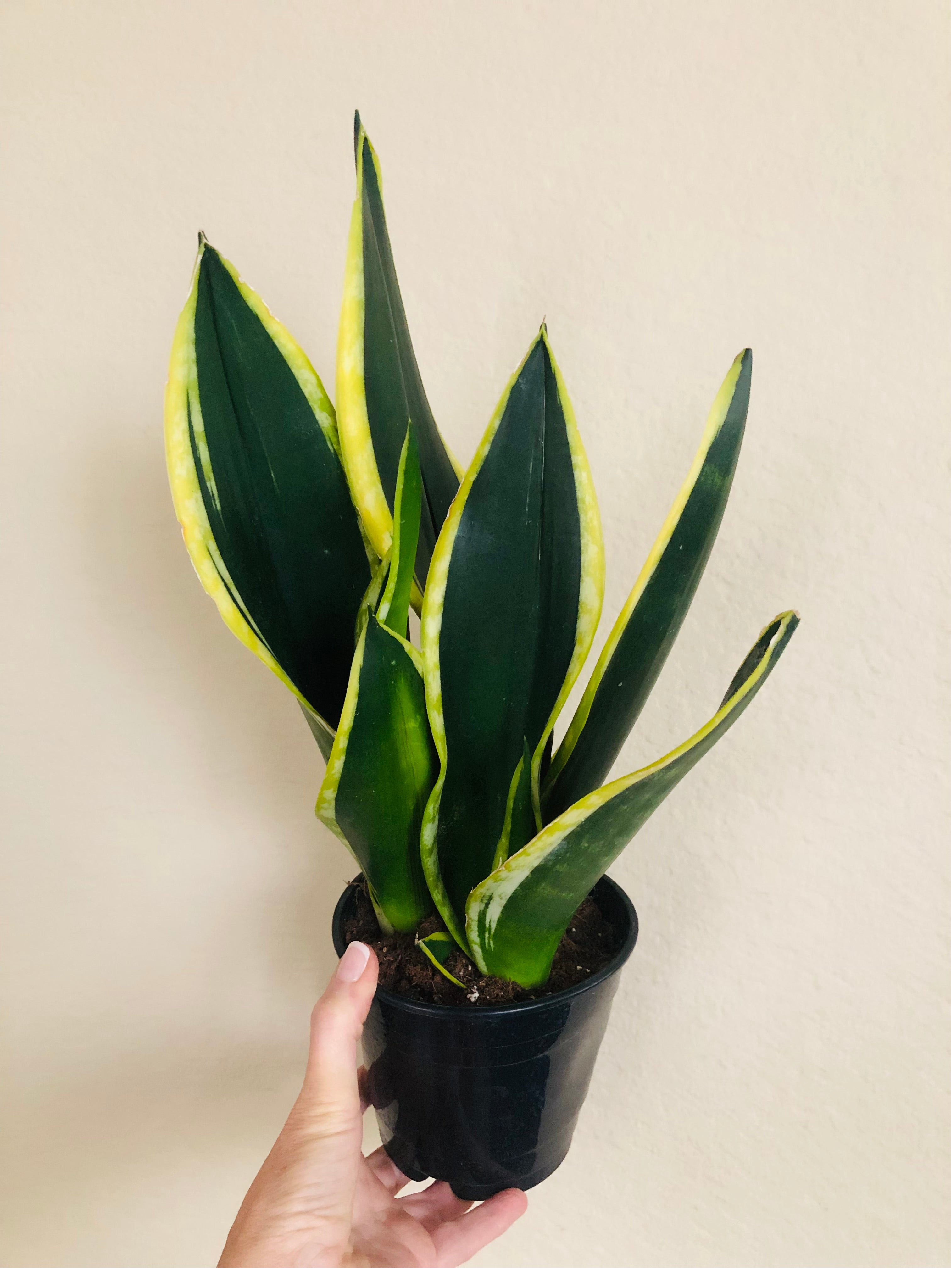 Sansevieria 'Flame'