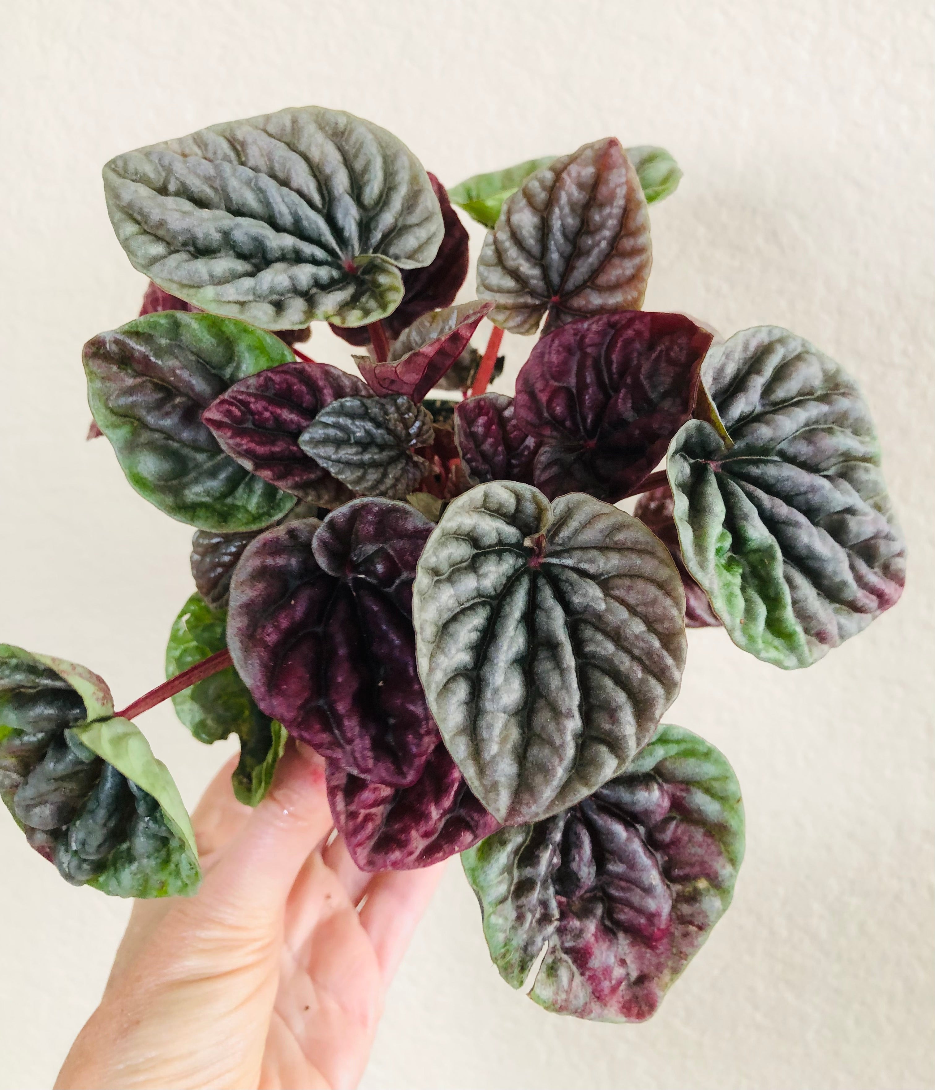 Peperomia 'Luna Red'