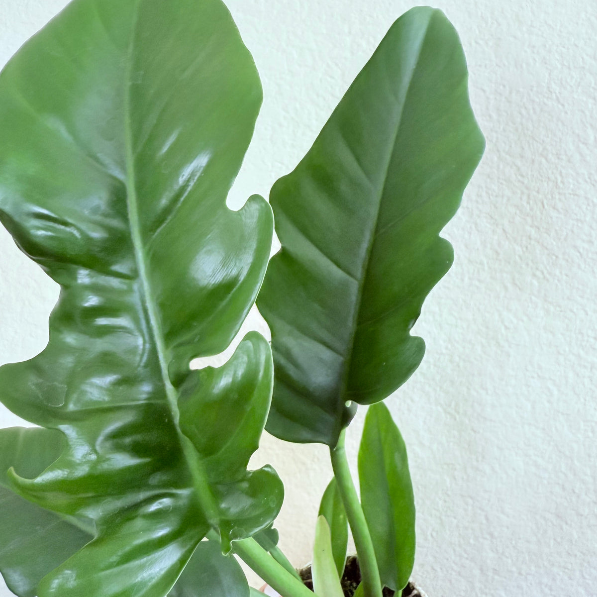 jungle boogie philodendron price Philodendron 'Jungle Boogie'