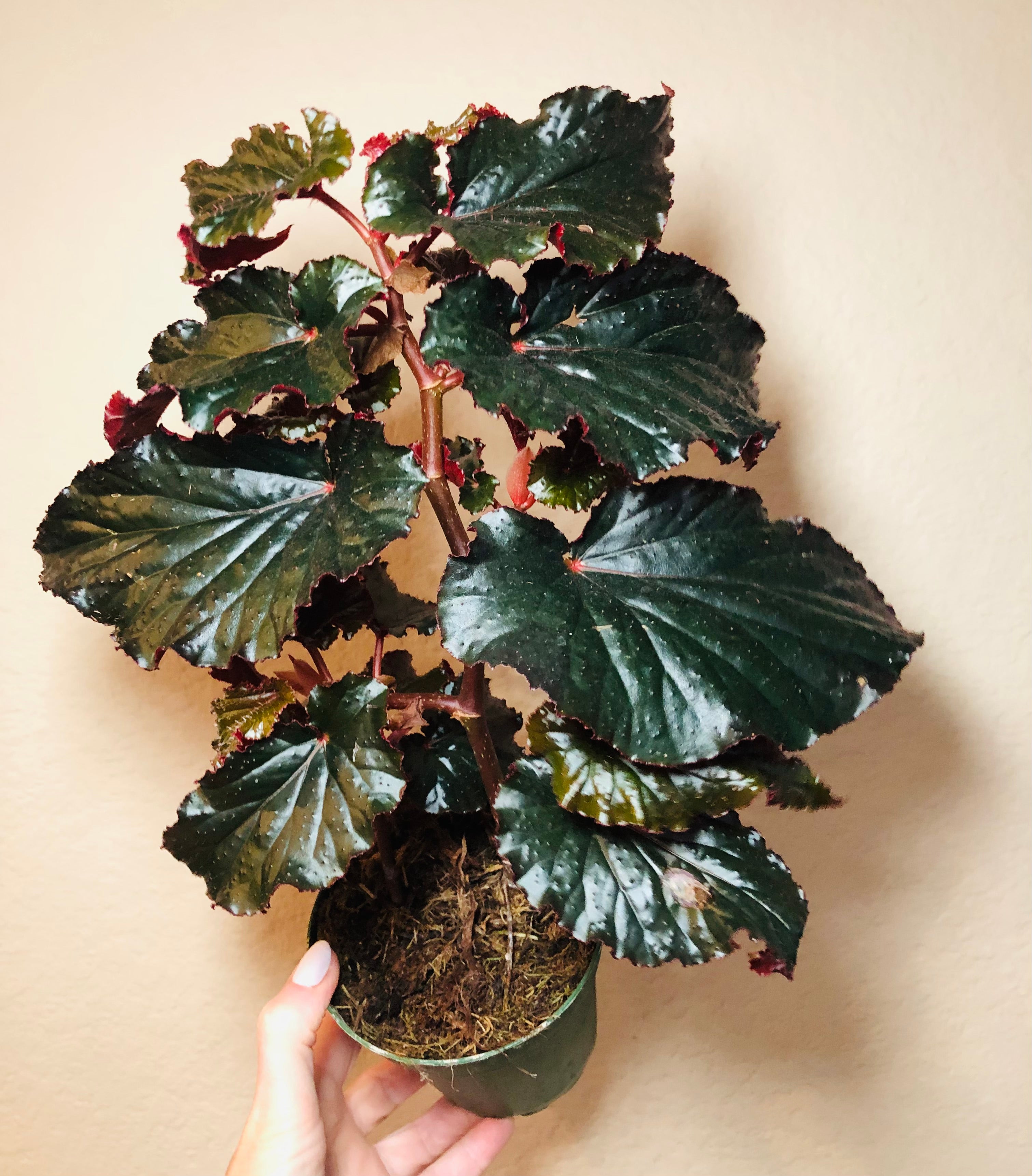 Begonia 'Black Magic'