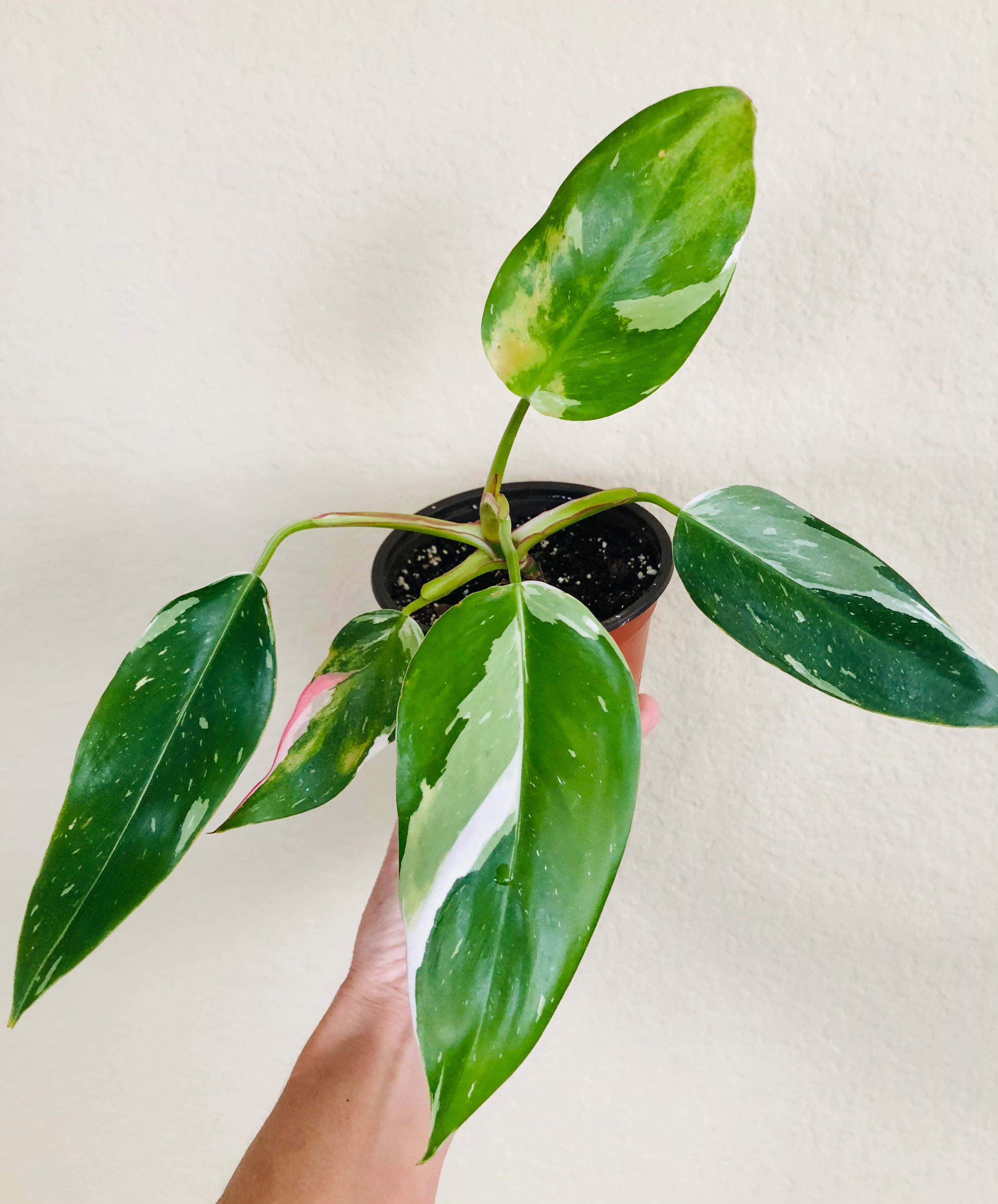 Philodendron 'White Princess'