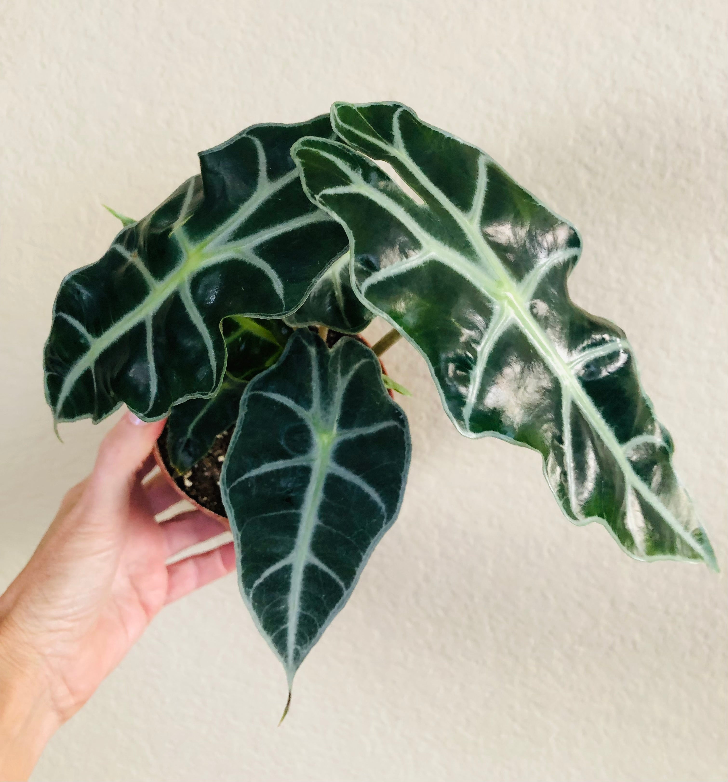 Alocasia Polly 'African Mask'