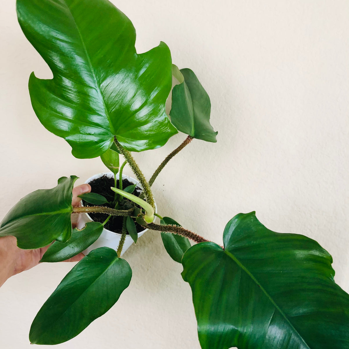 philodendron white princess steckling Philodendron 'White Princess' main image 1