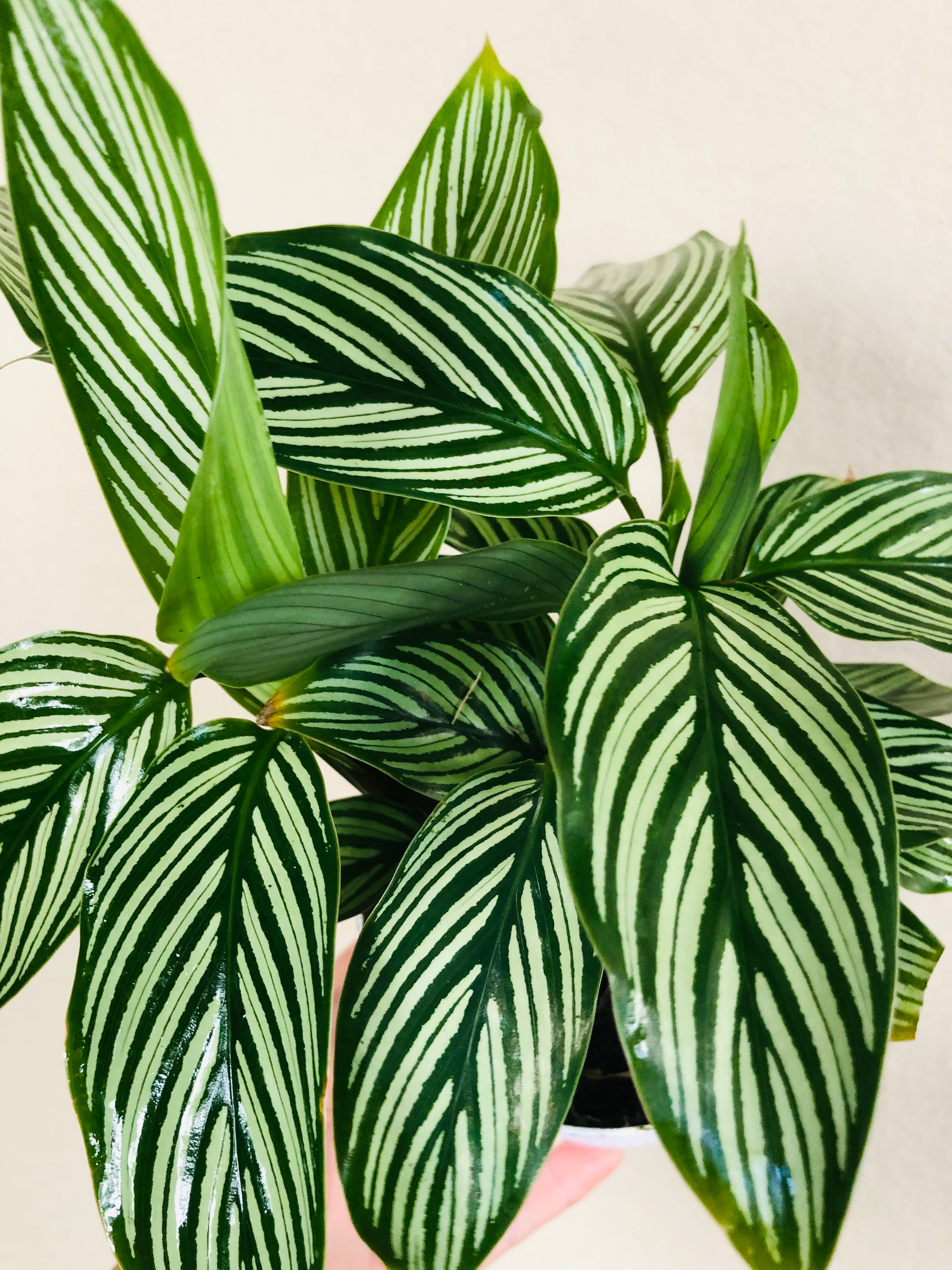 Calathea 'Vittata'